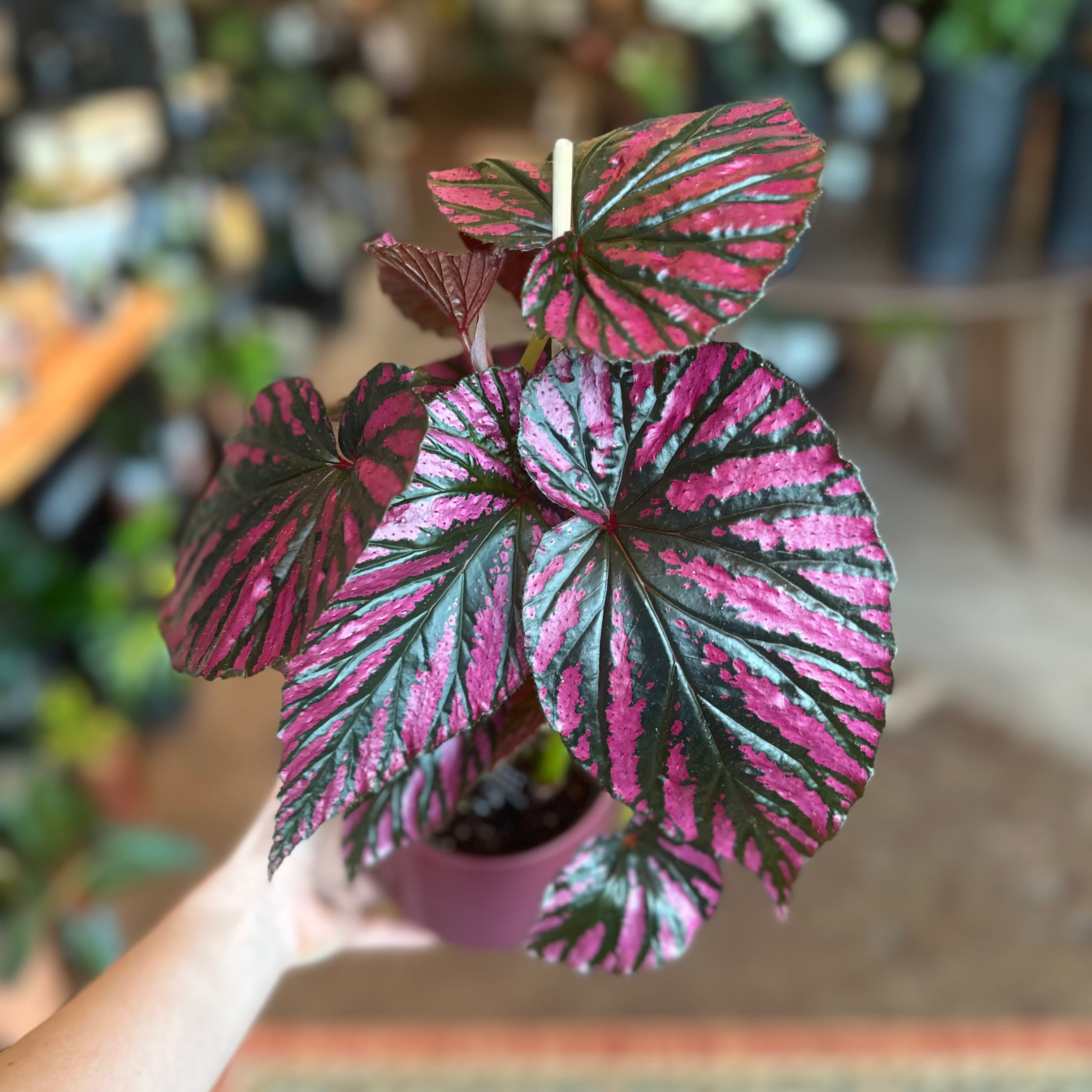 4" Begonia Brevirimosa 'Exotica'