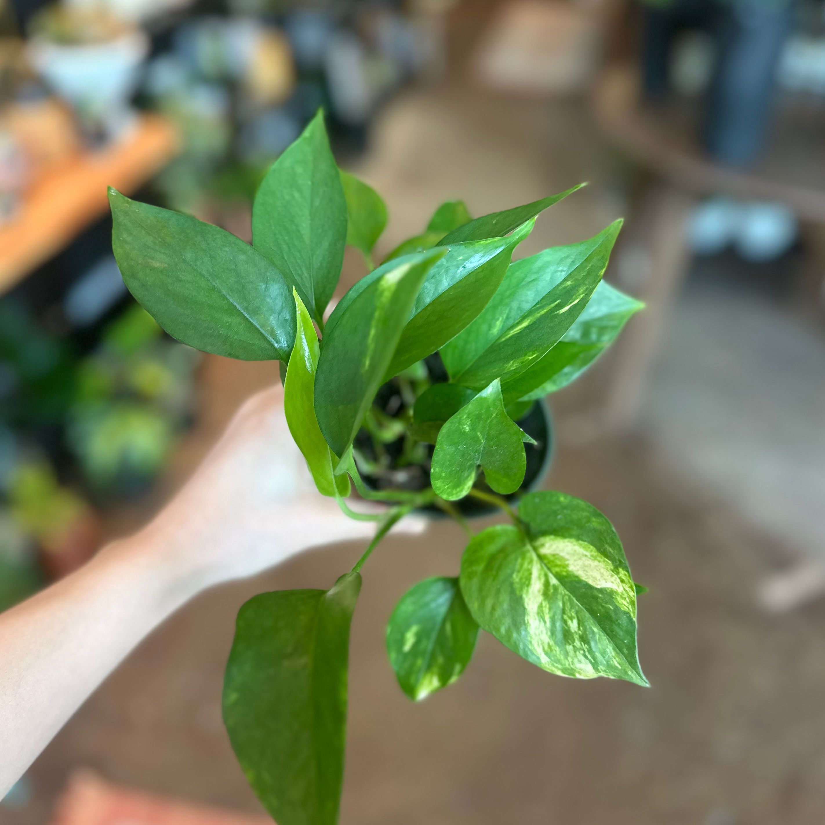 4" Pothos 'Golden'