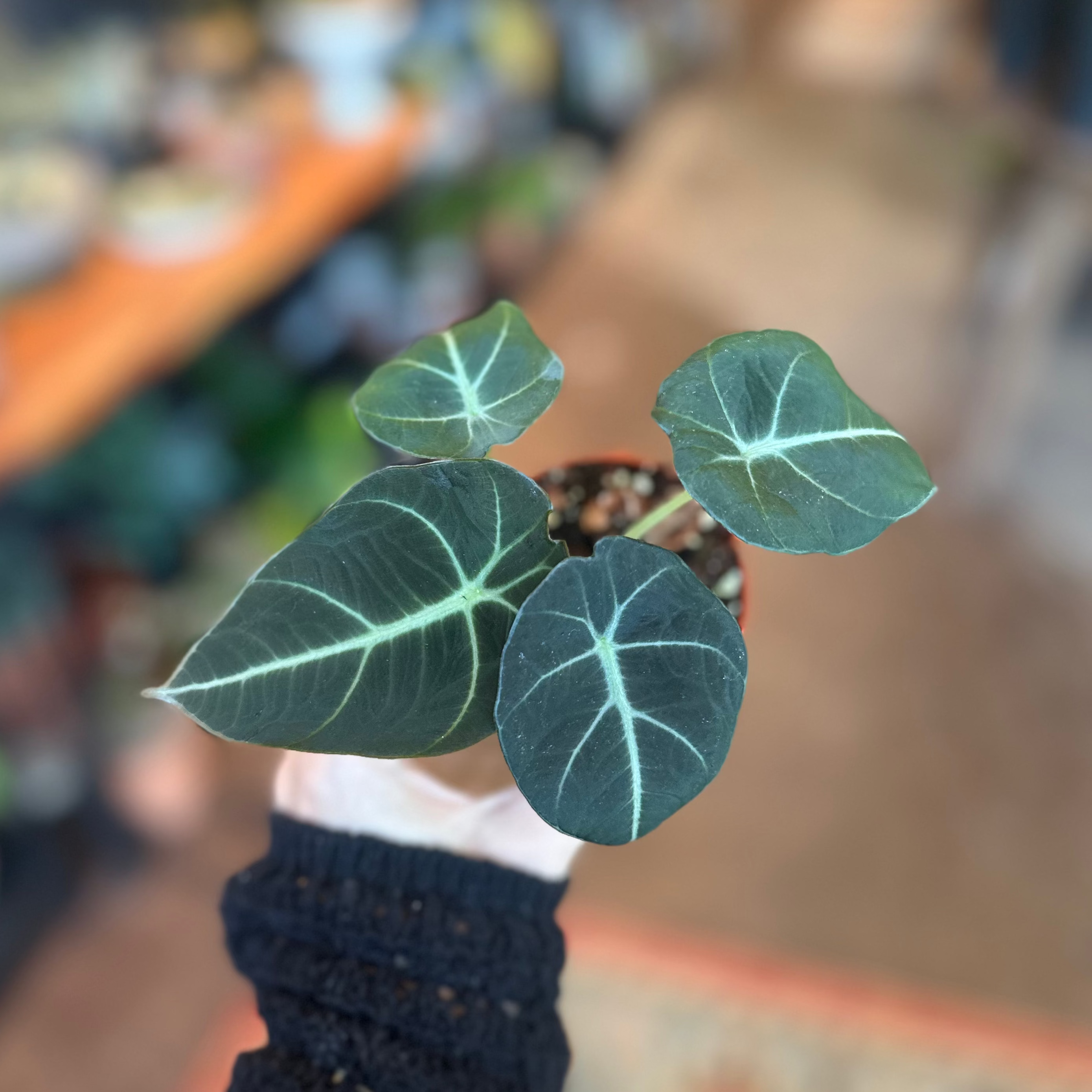 3" Alocasia 'Black Velvet'