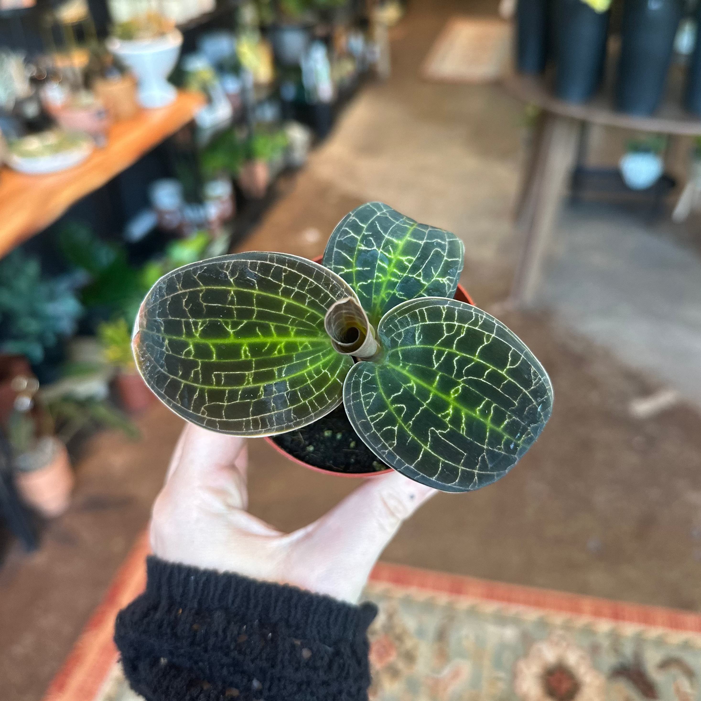 3" Macodes sanderdiana x limii | Jewel Orchid 'Gold Dust'