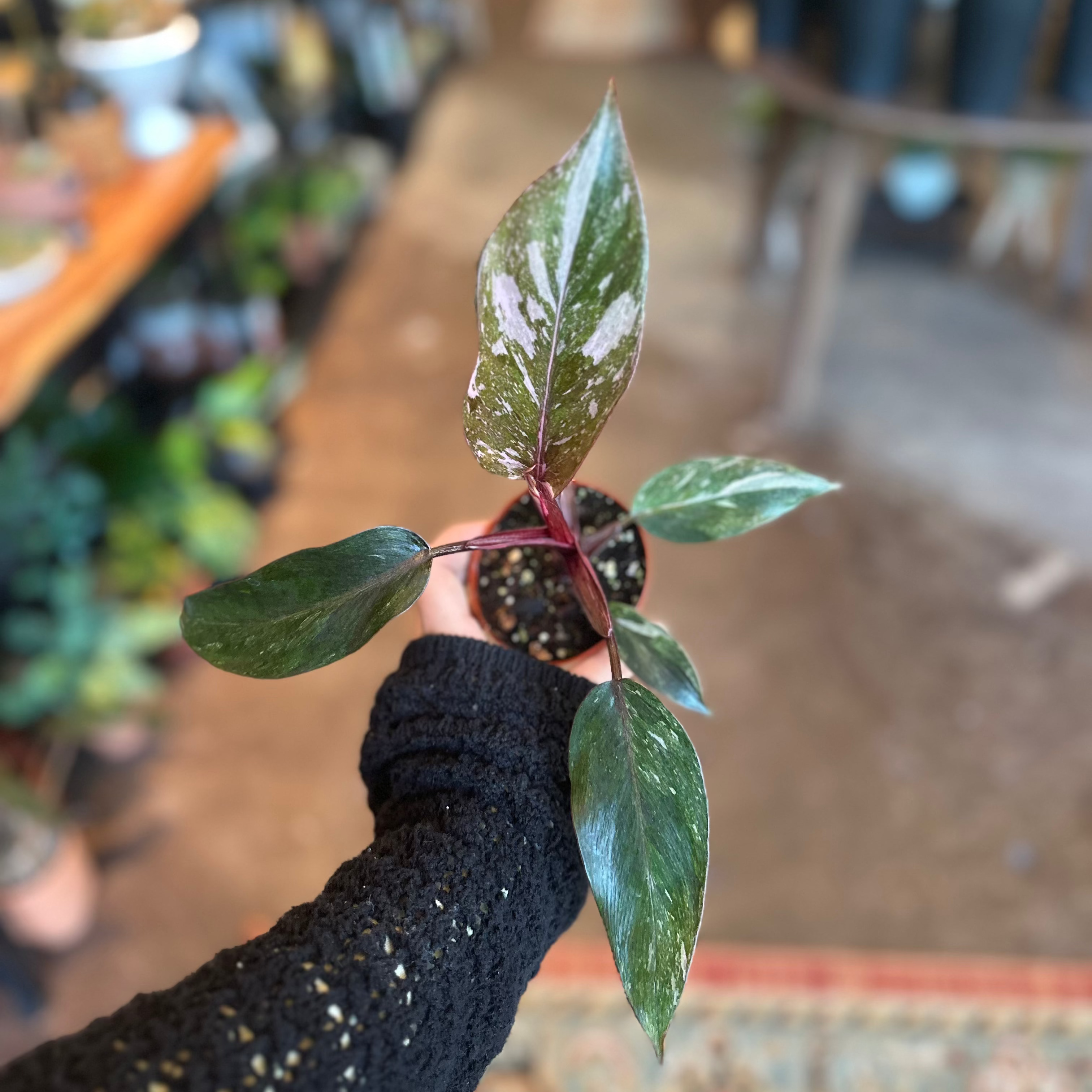 3" Philodendron 'Pink Princess Galaxy'