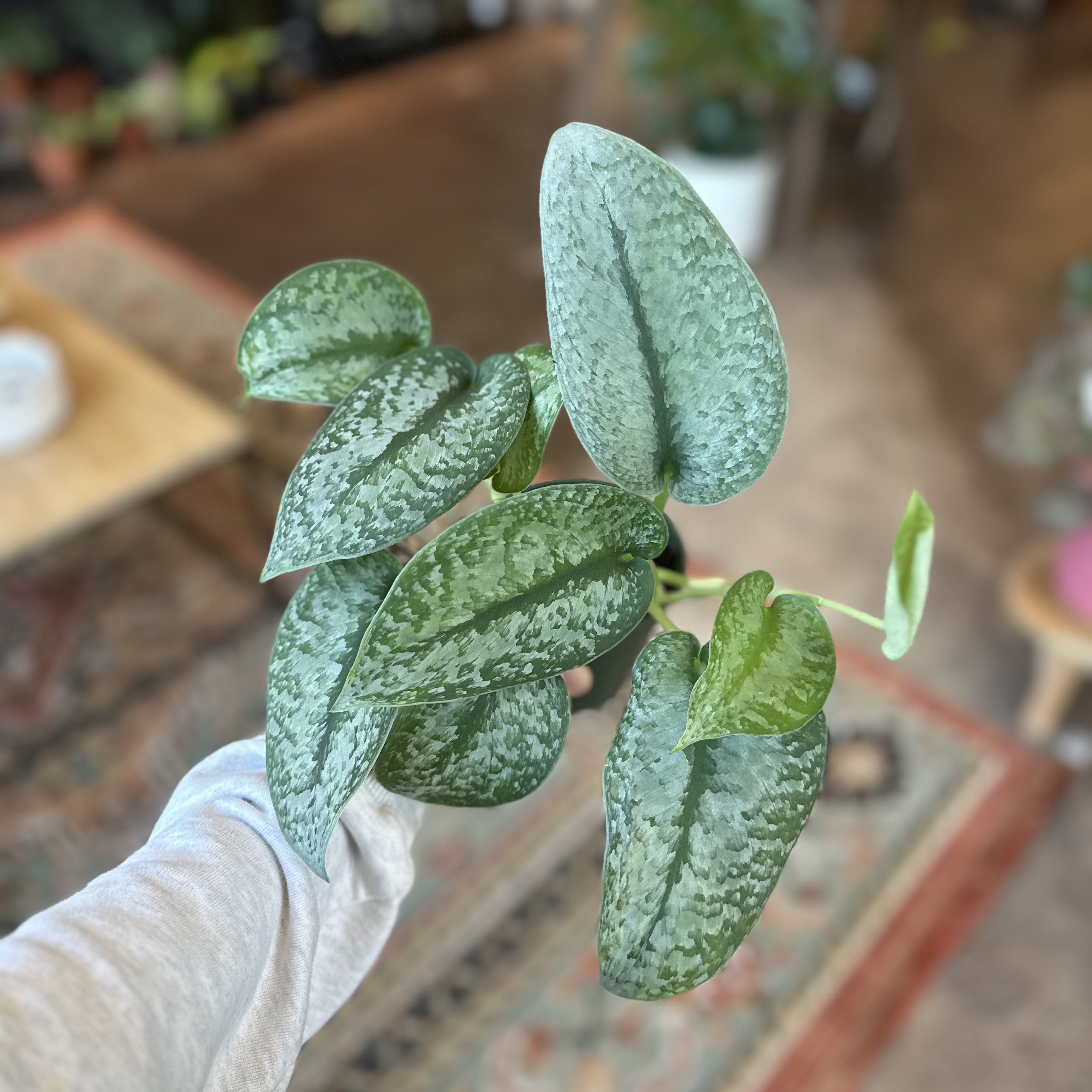 4" Scindapsus pictus 'Silver Lady'
