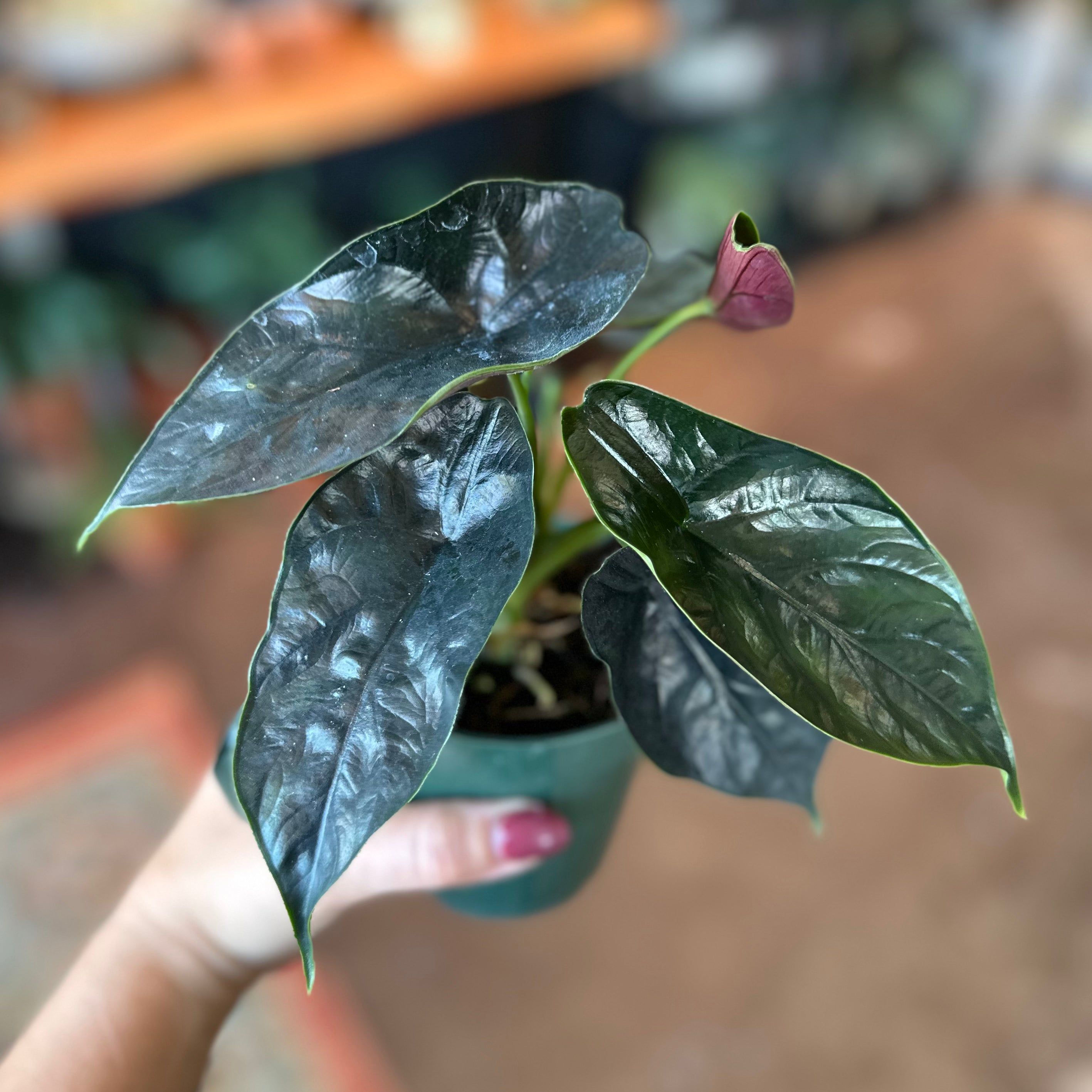 4" Alocasia "Green Unicorn"