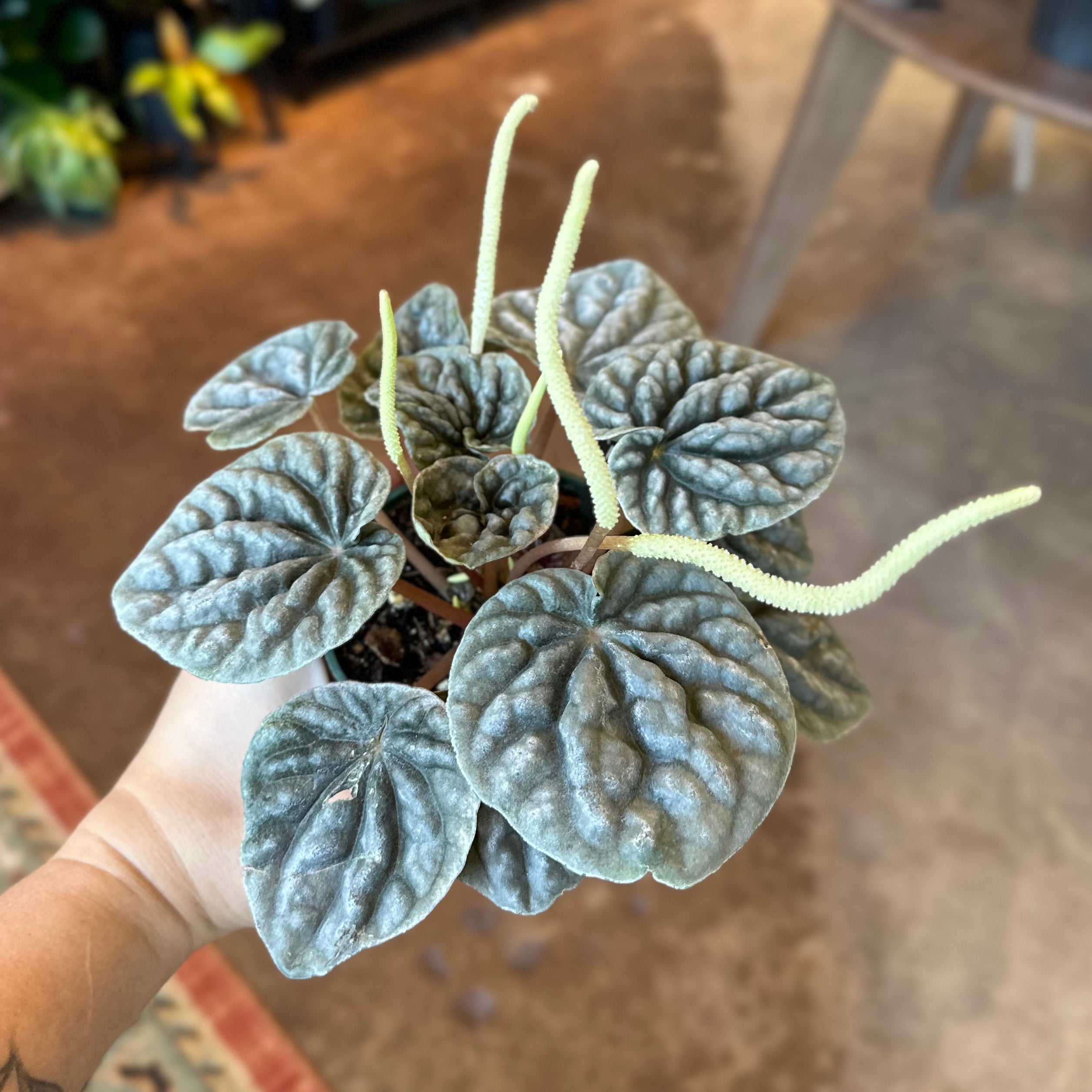 4" Peperomia Caperata 'Abricos'