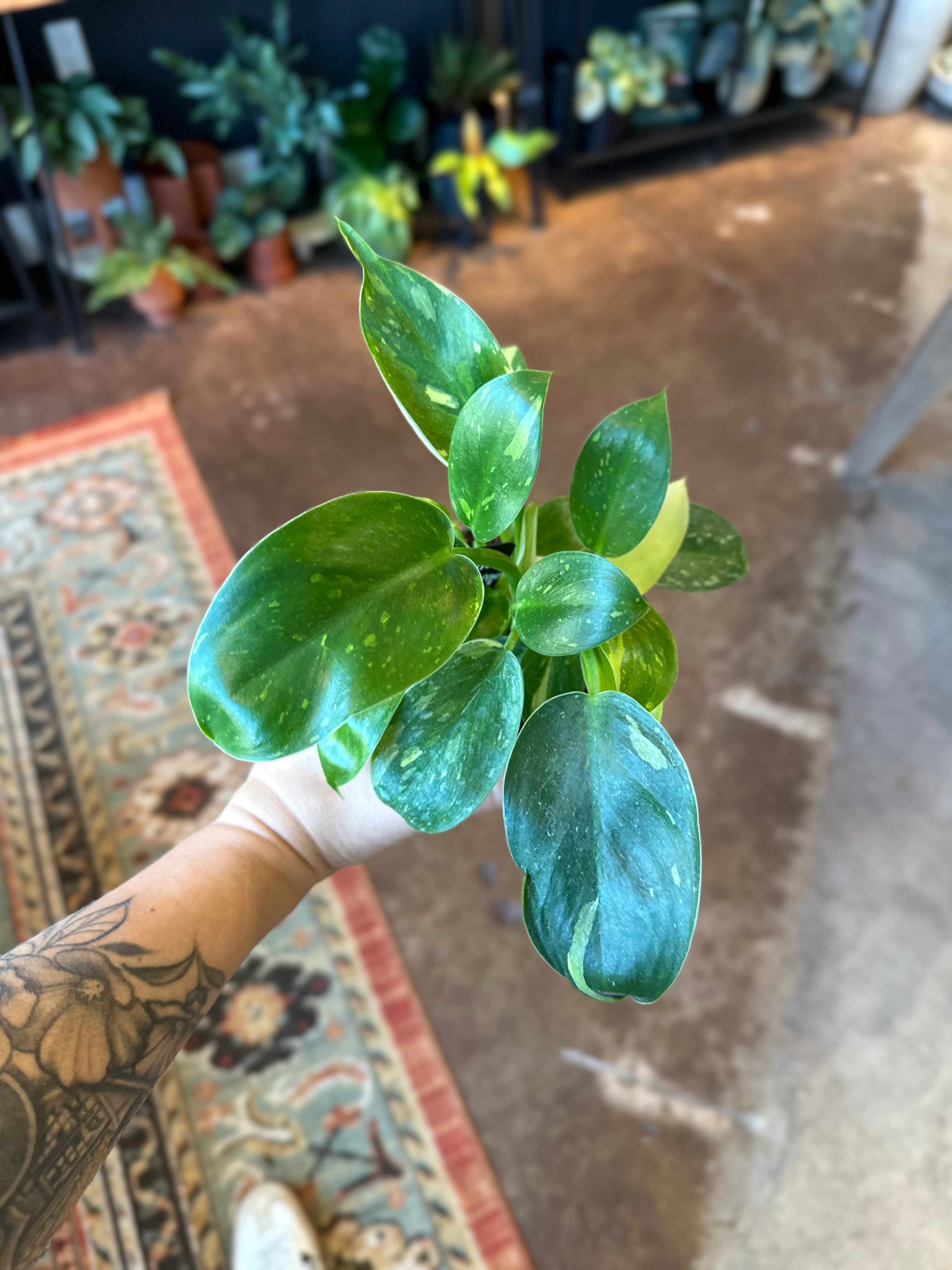 4" Philodendron 'Green Congo Nuclear'