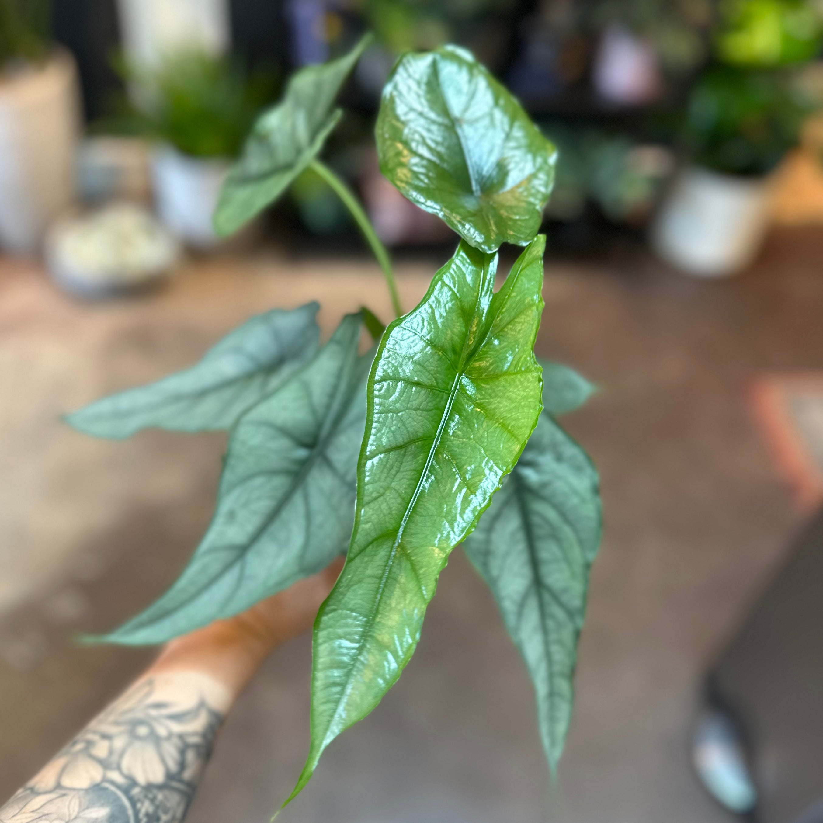 Alocasia Heterophylla 'Dragon's Breath' 4"