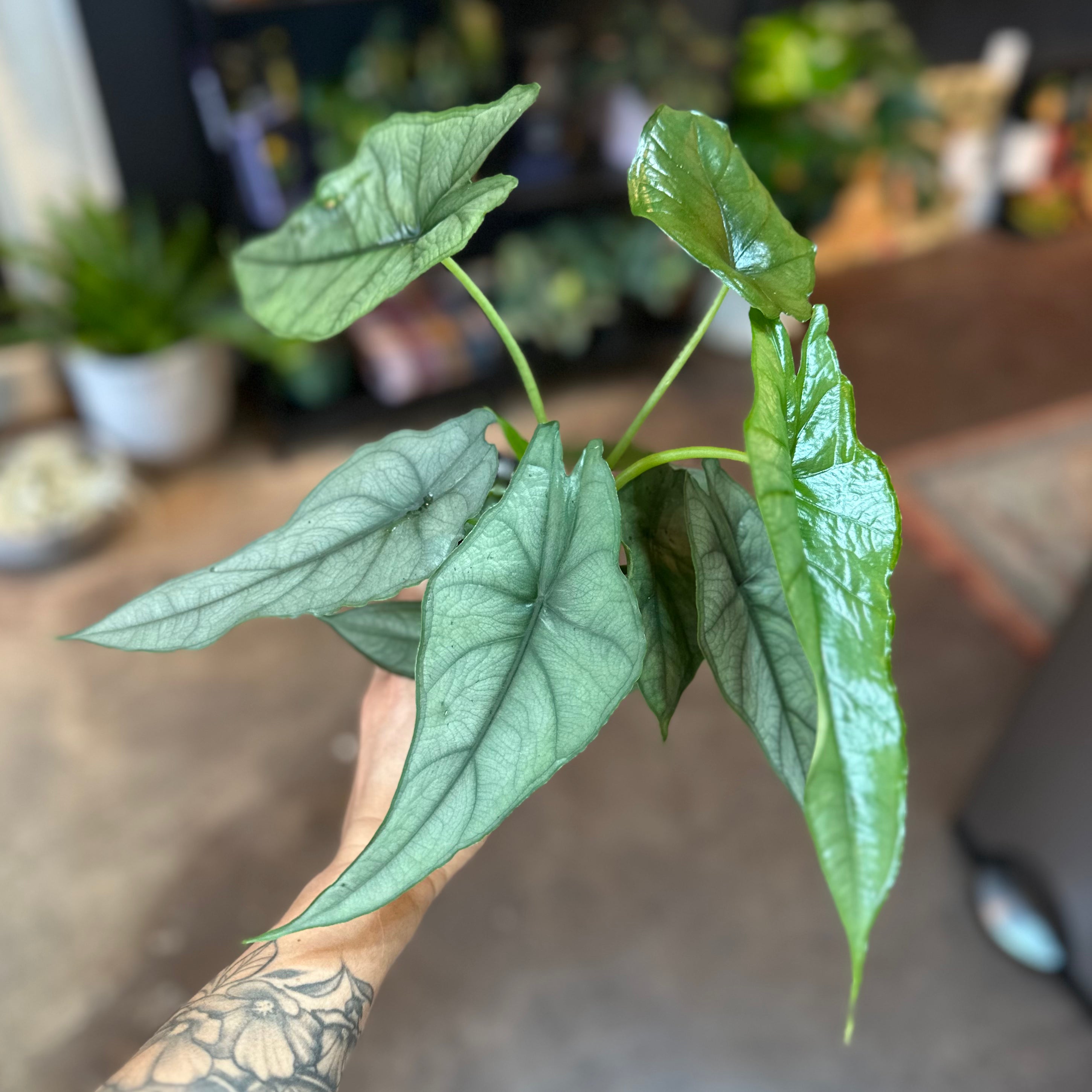 Alocasia Heterophylla 'Dragon's Breath' 4"