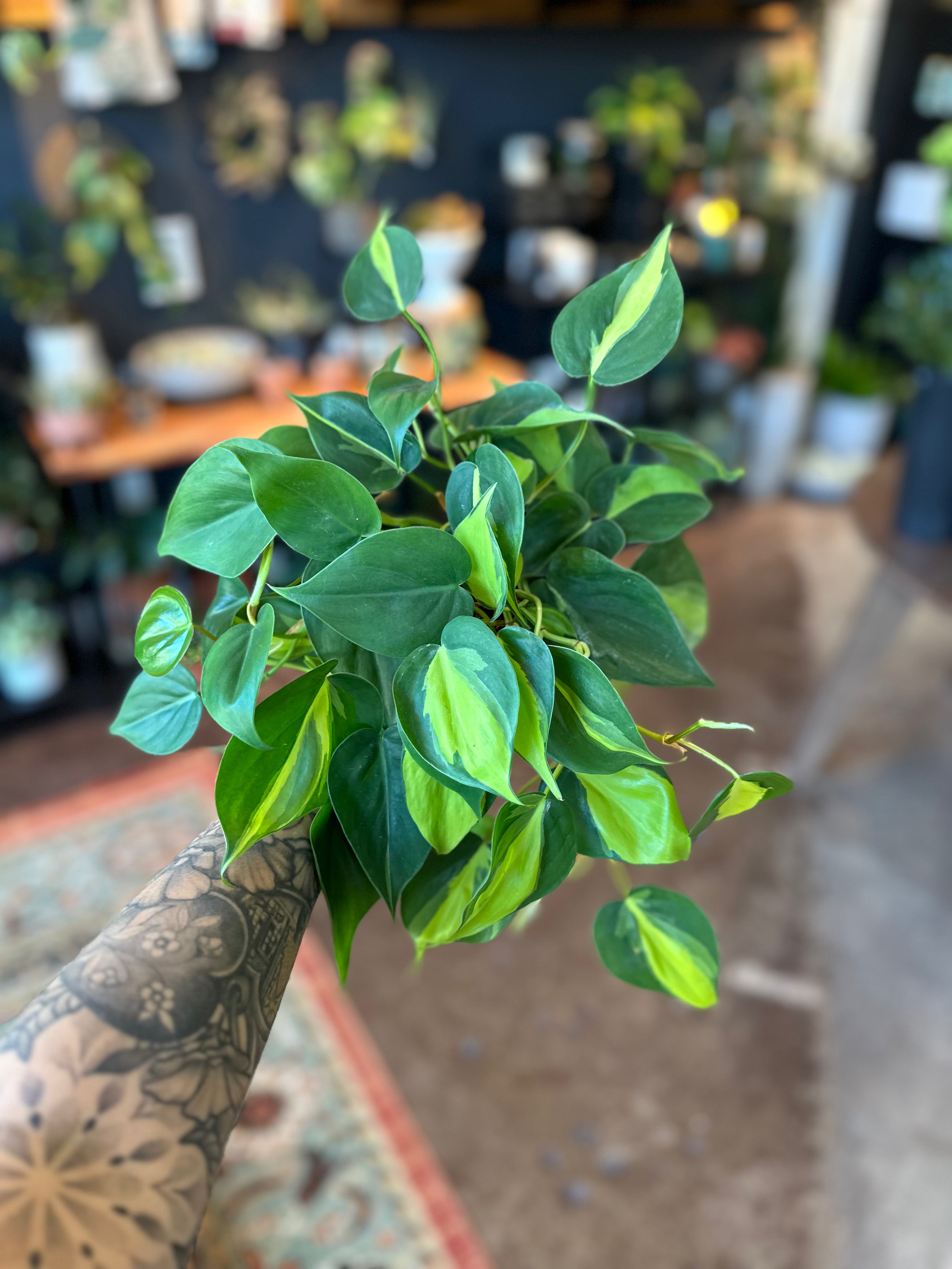 Philodendron 'Brasil'
