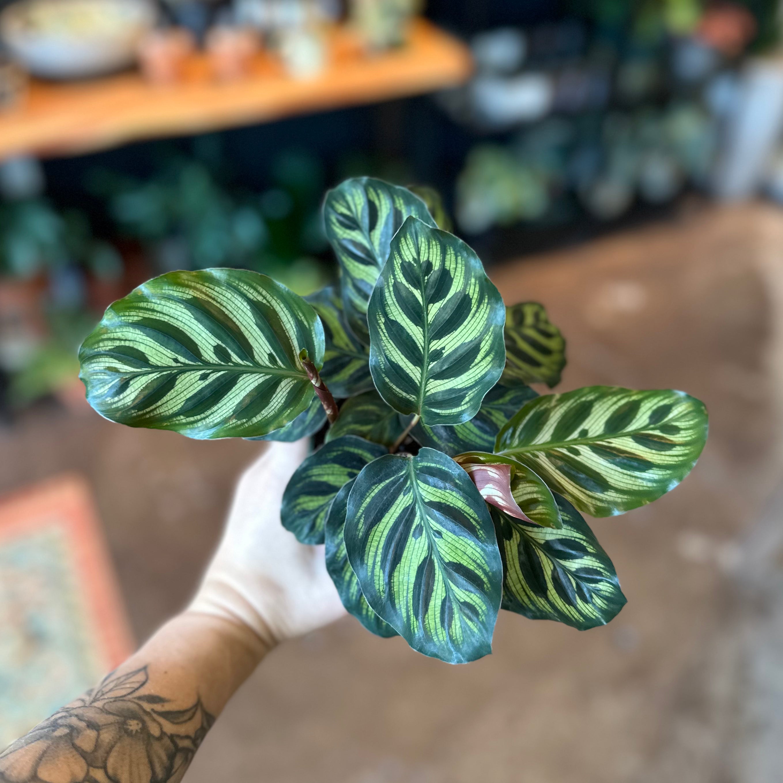 Calathea Makoyana 4"