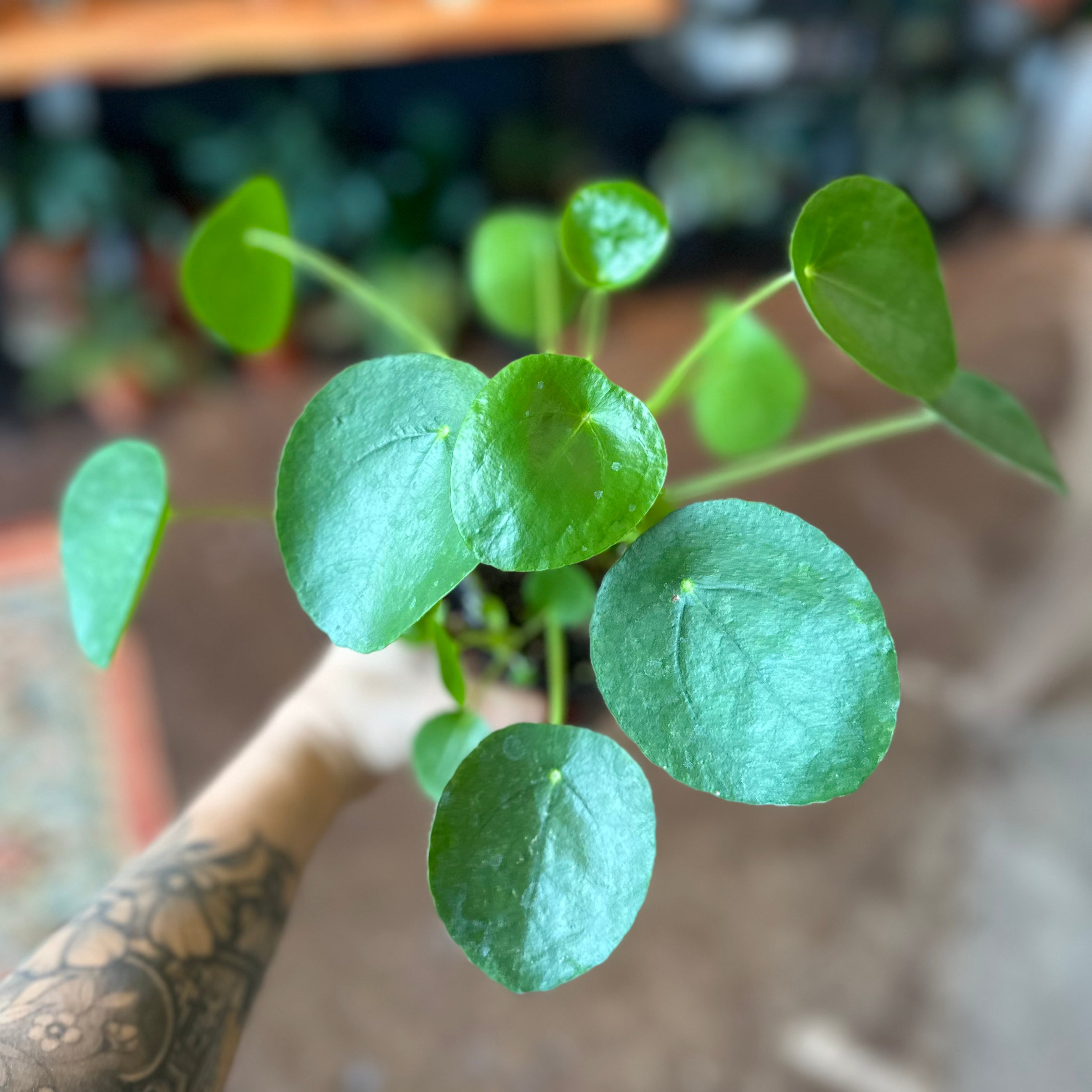 4" Pilea Peperomioides 'Chinese Money Plant'