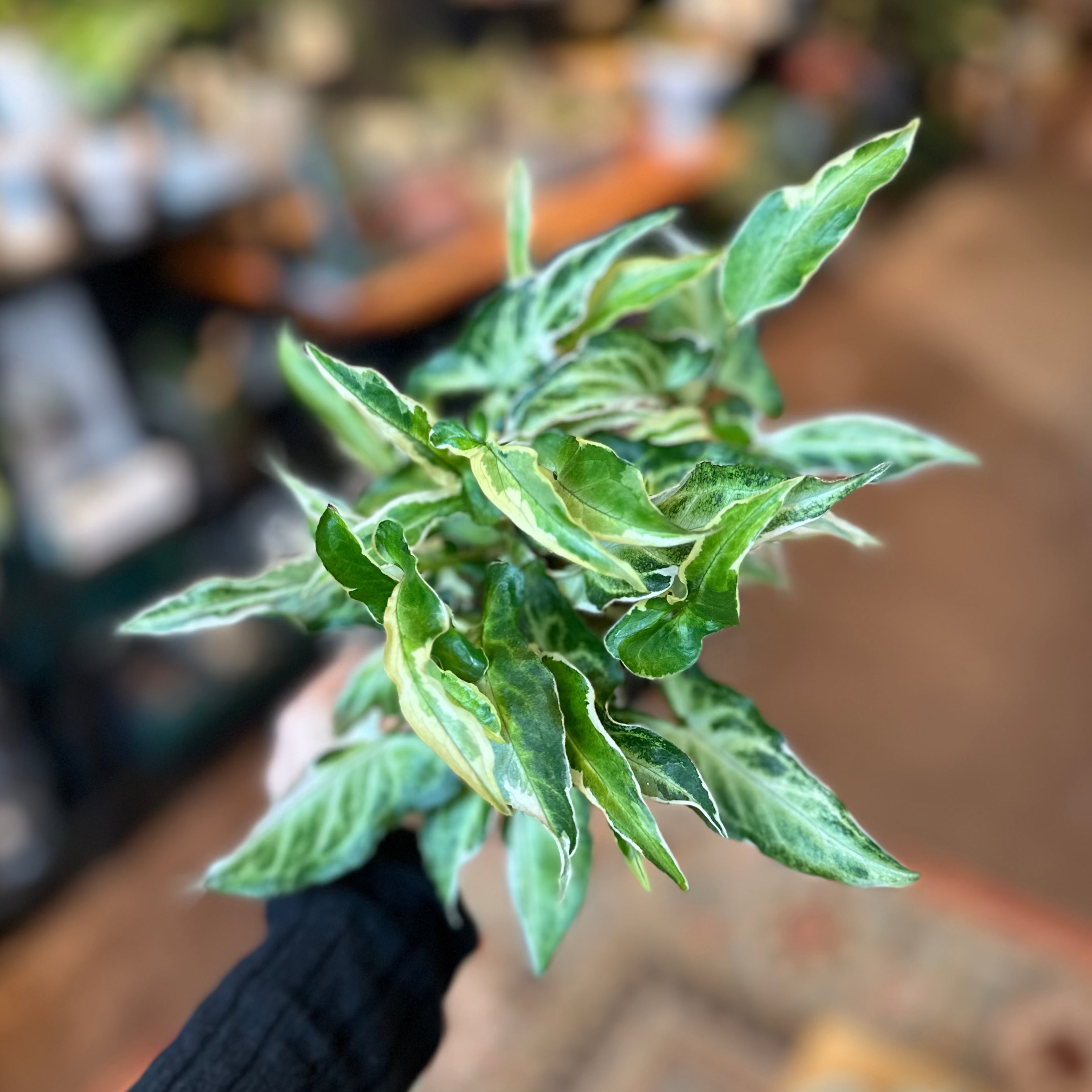 4" Syngonium 'Starlite'