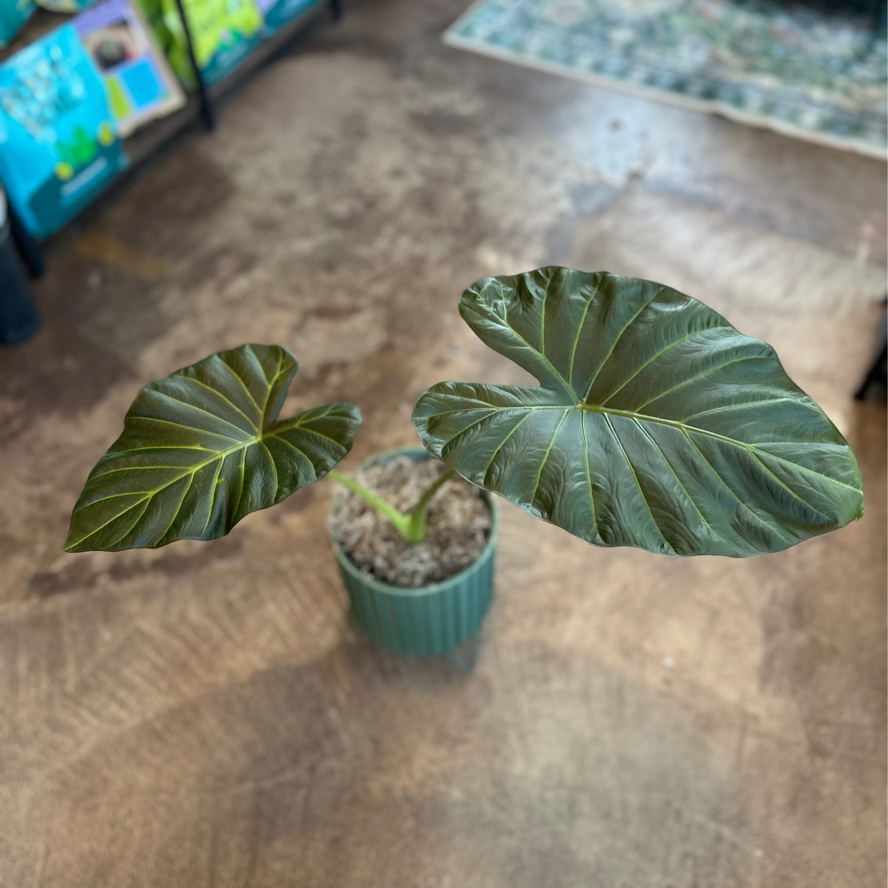 4" Alocasia Regal Shields