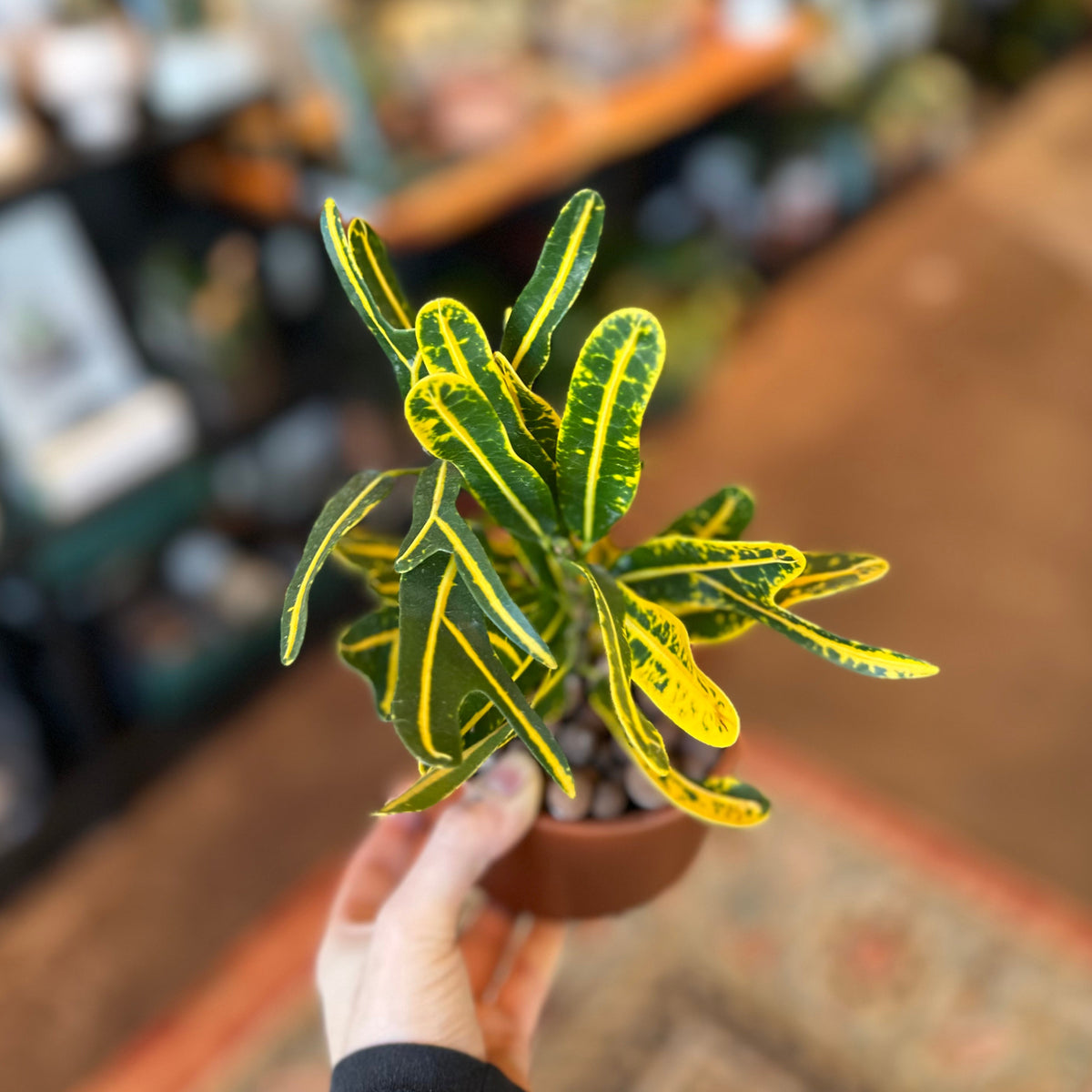 ZZ Plant | Low-Maintenance Greenery for Any Space