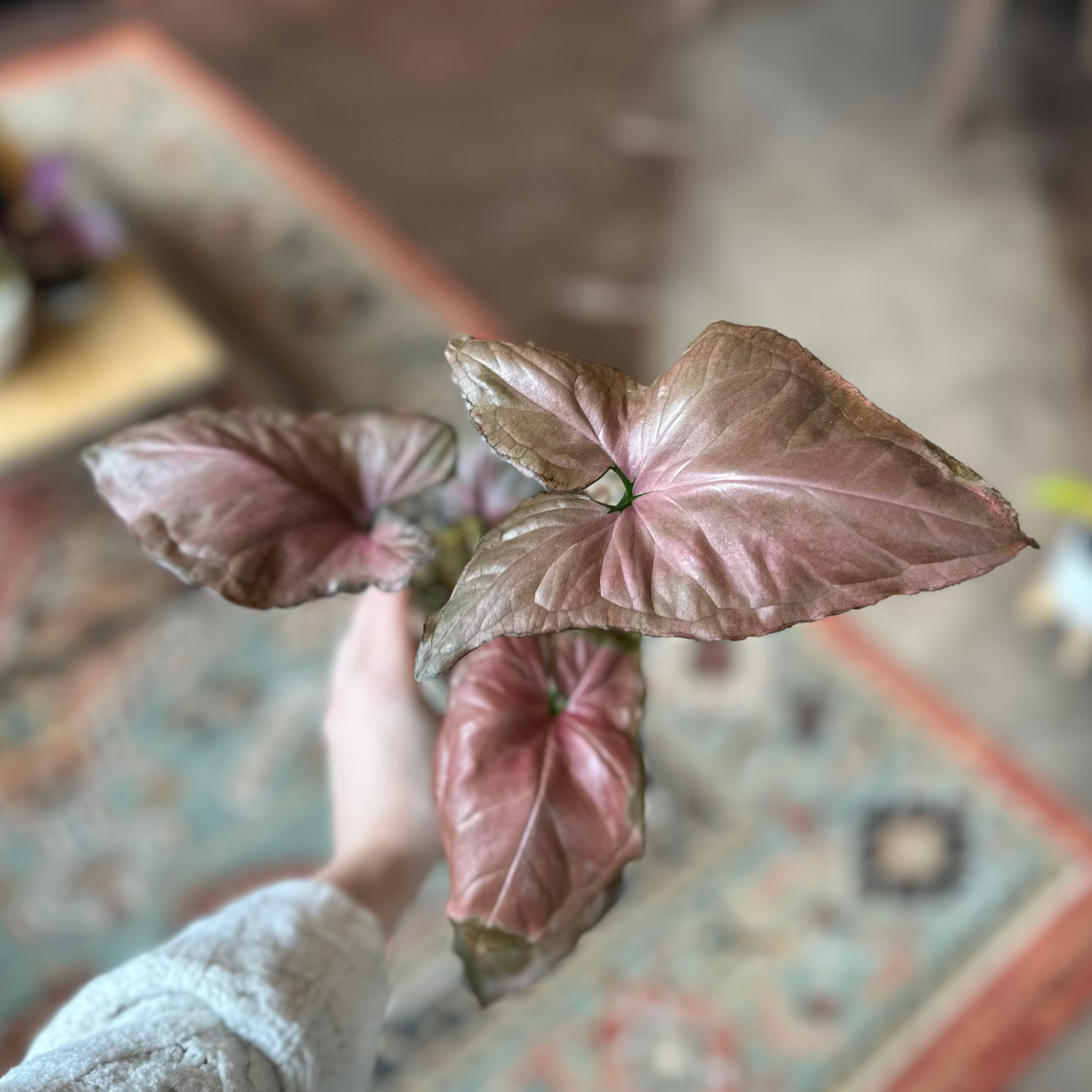 4" Syngonium 'Orm Nak' *Rare*