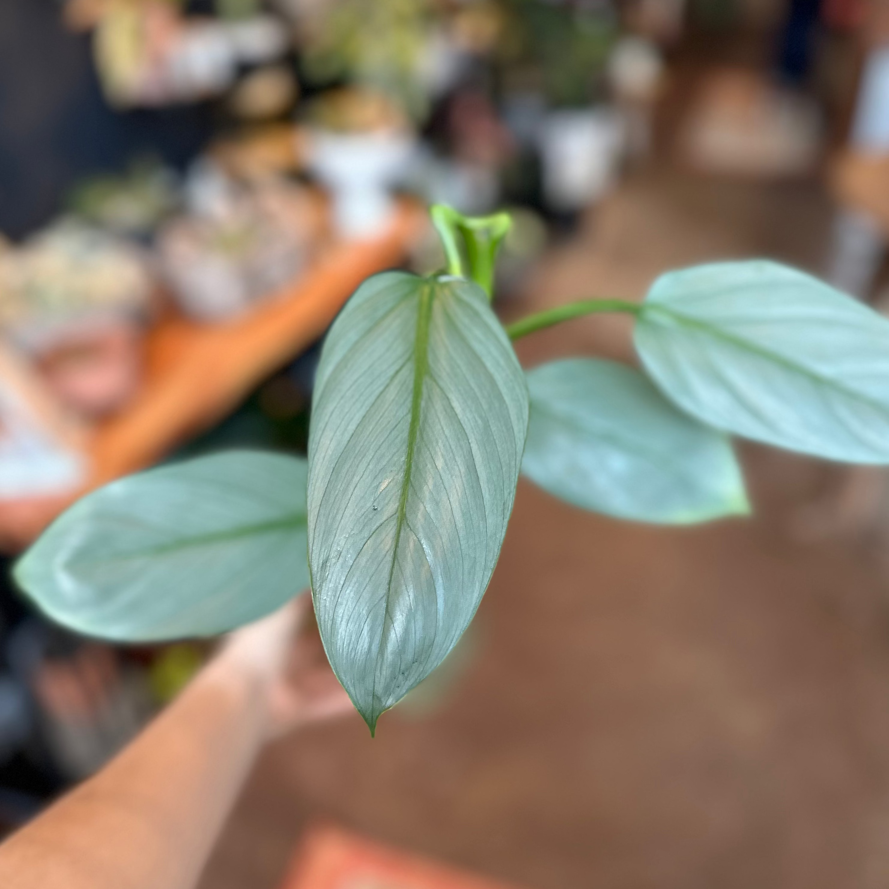 4" Philodendron 'Silver Sword'