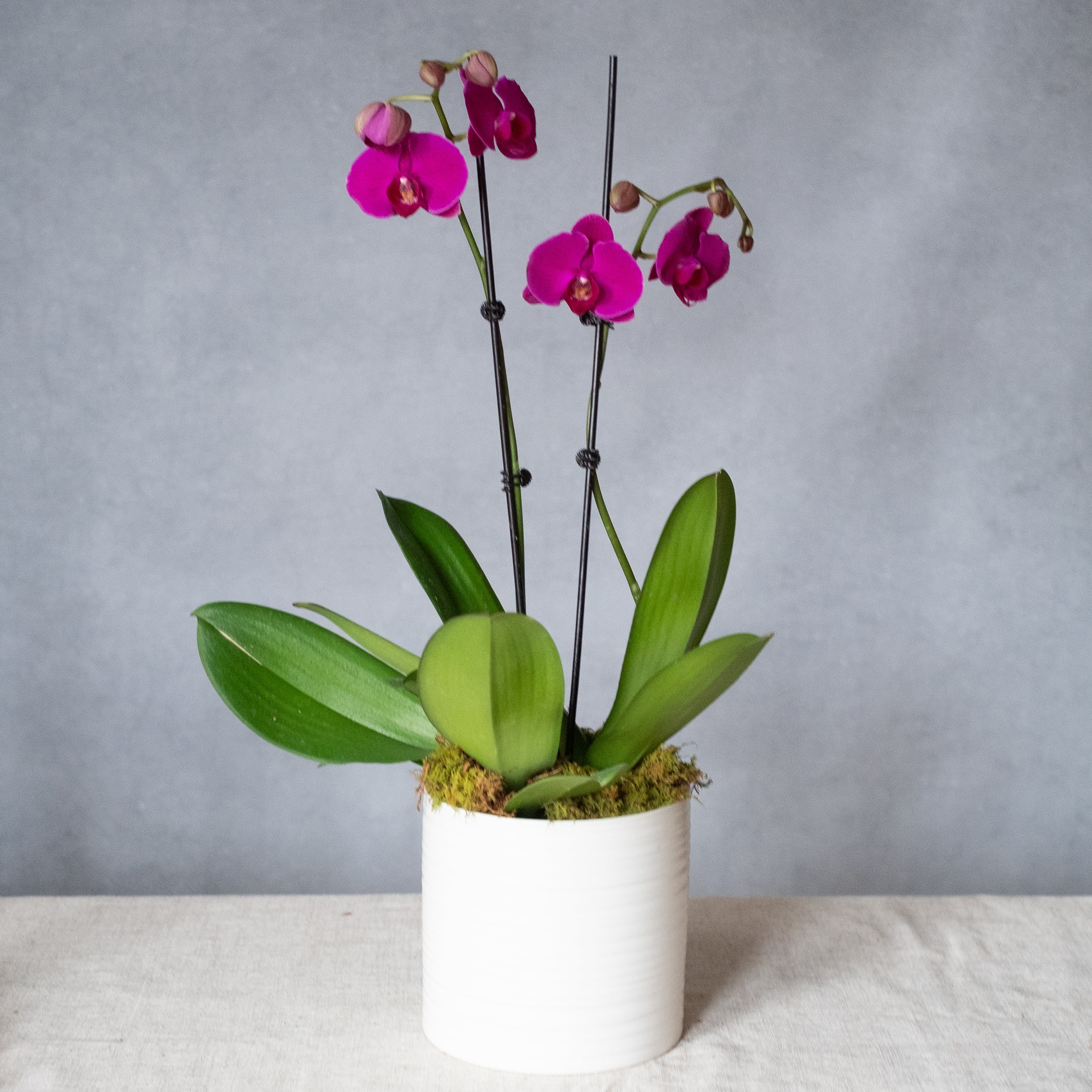 Phalaenopsis Orchid Plant, Potted Plant, The Plant Shop