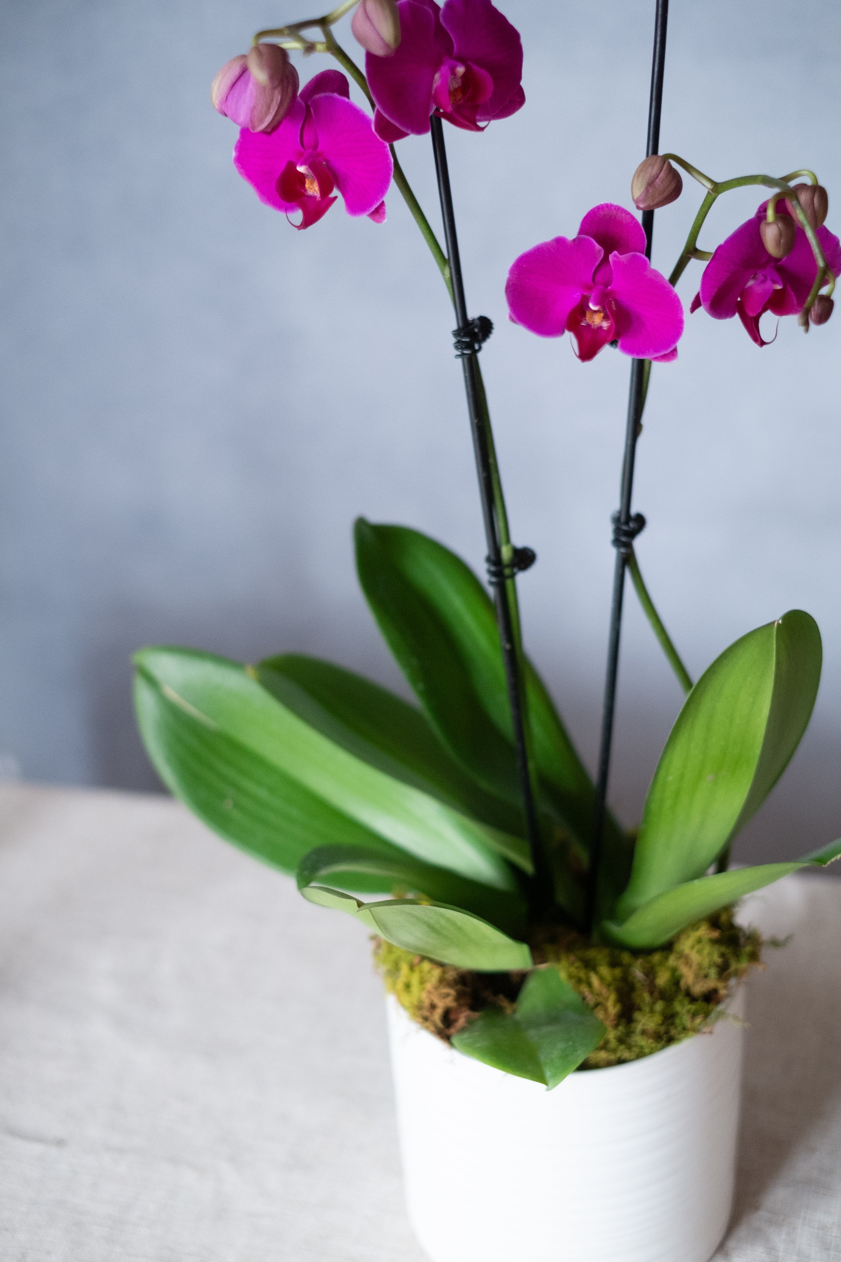 Phalaenopsis Orchid Plant, Potted Plant, The Plant Shop