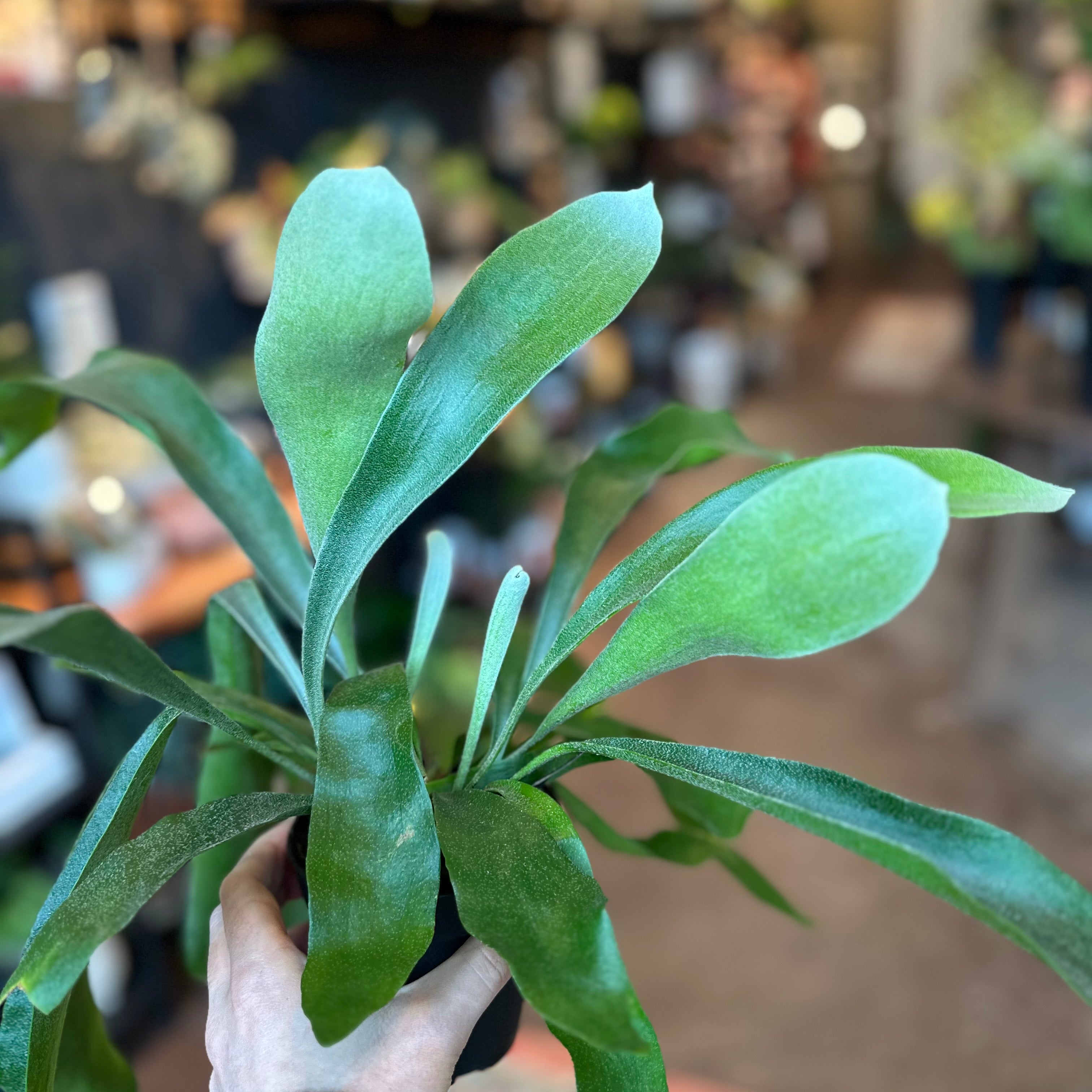 4" Staghorn Fern