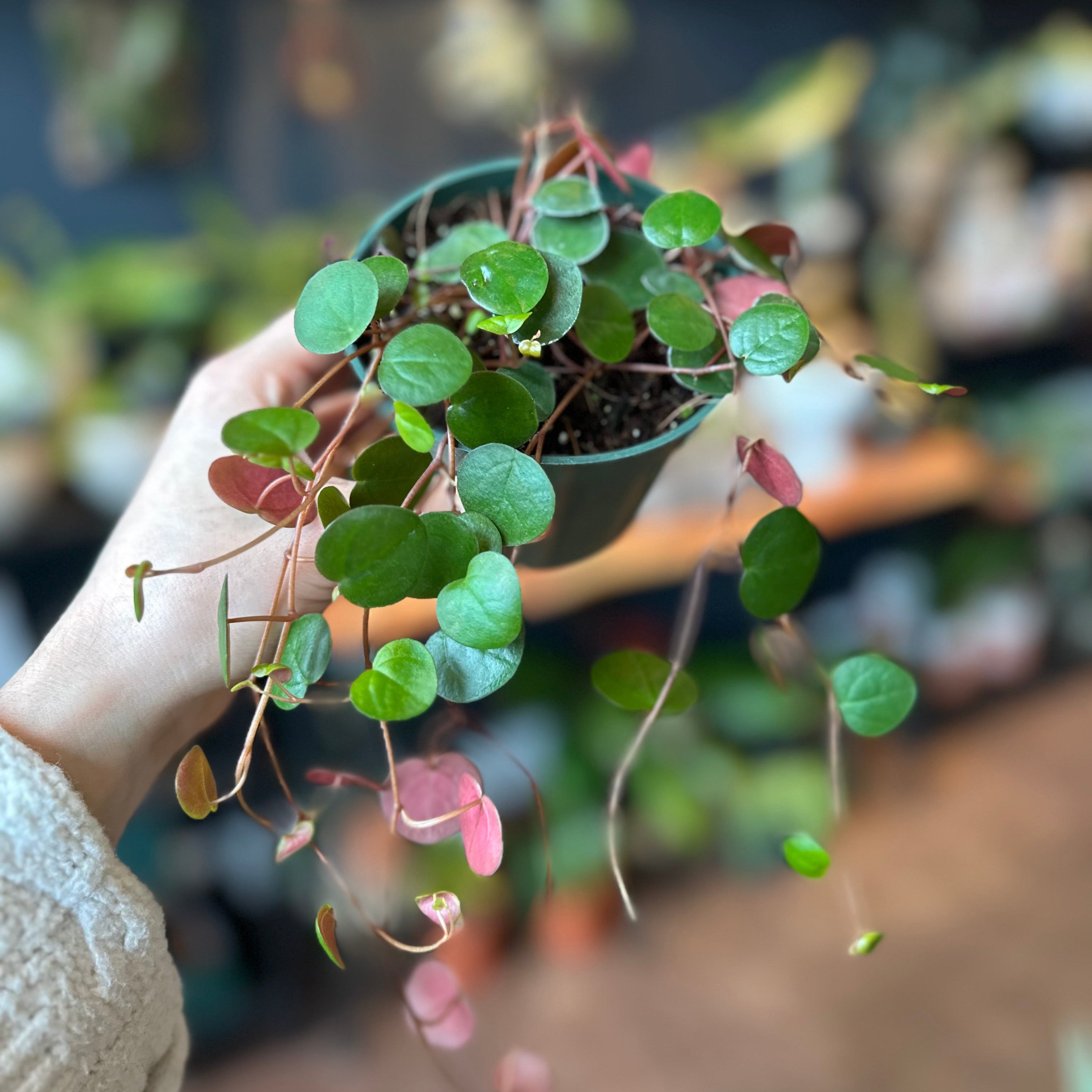 4" Peperomia 'Ruby Cascade'