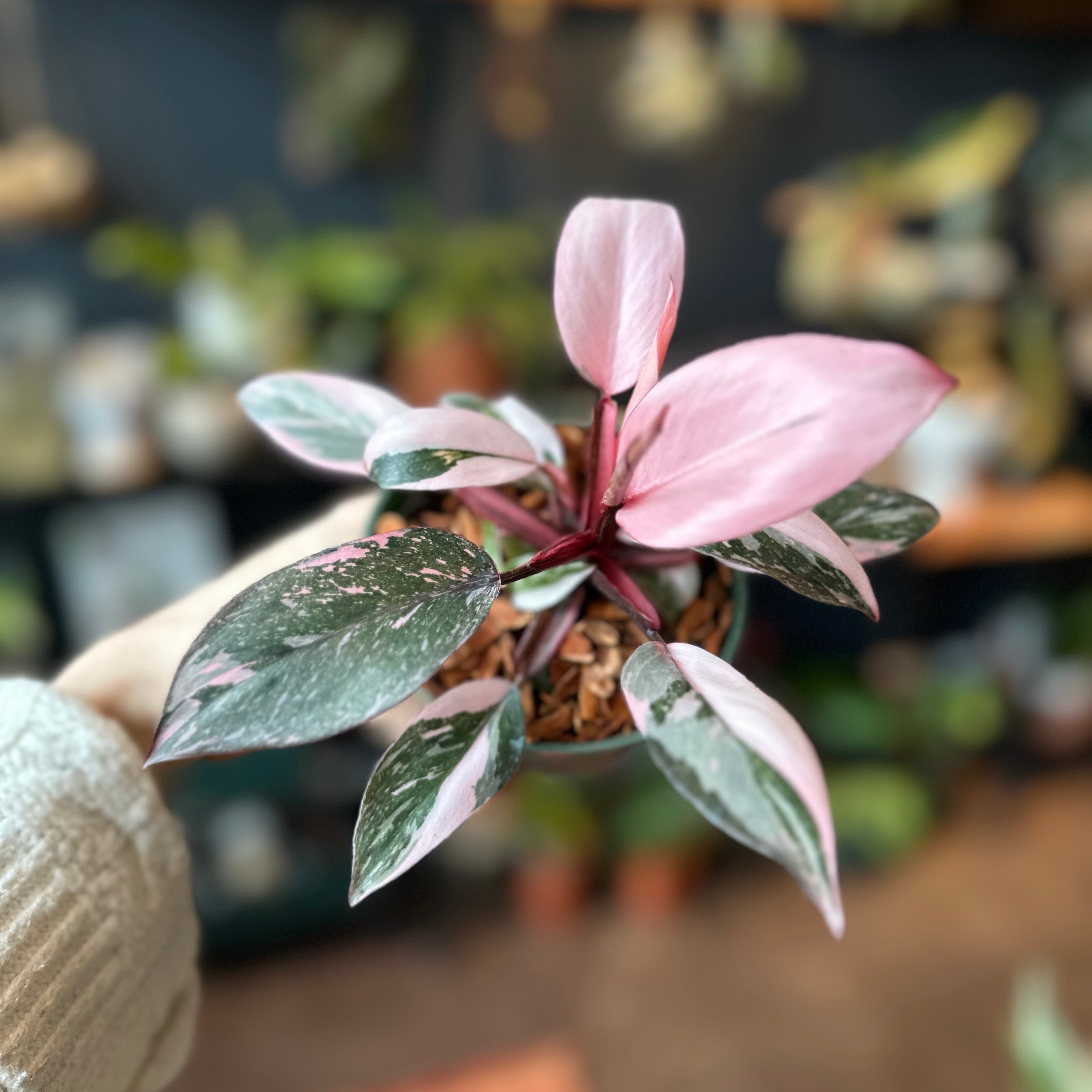 4" Philodendron 'Pink Princess Galaxy' *Rare*