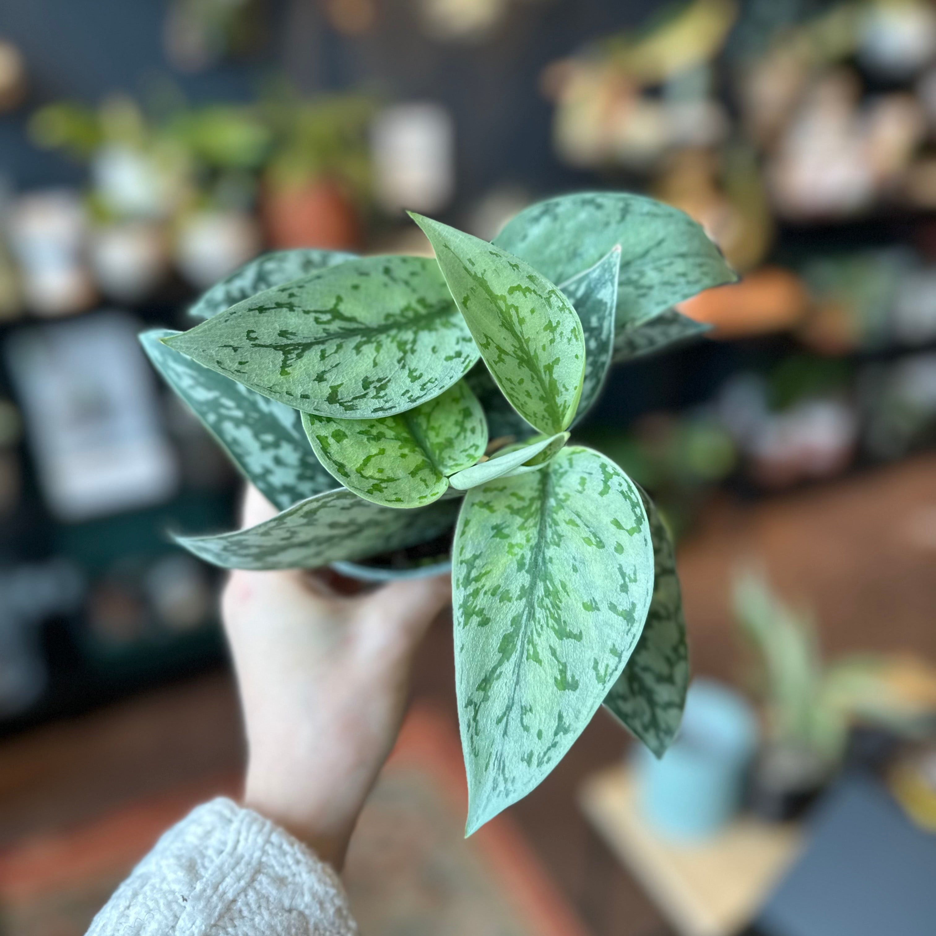 4" Scindapsus 'Silver Lady'