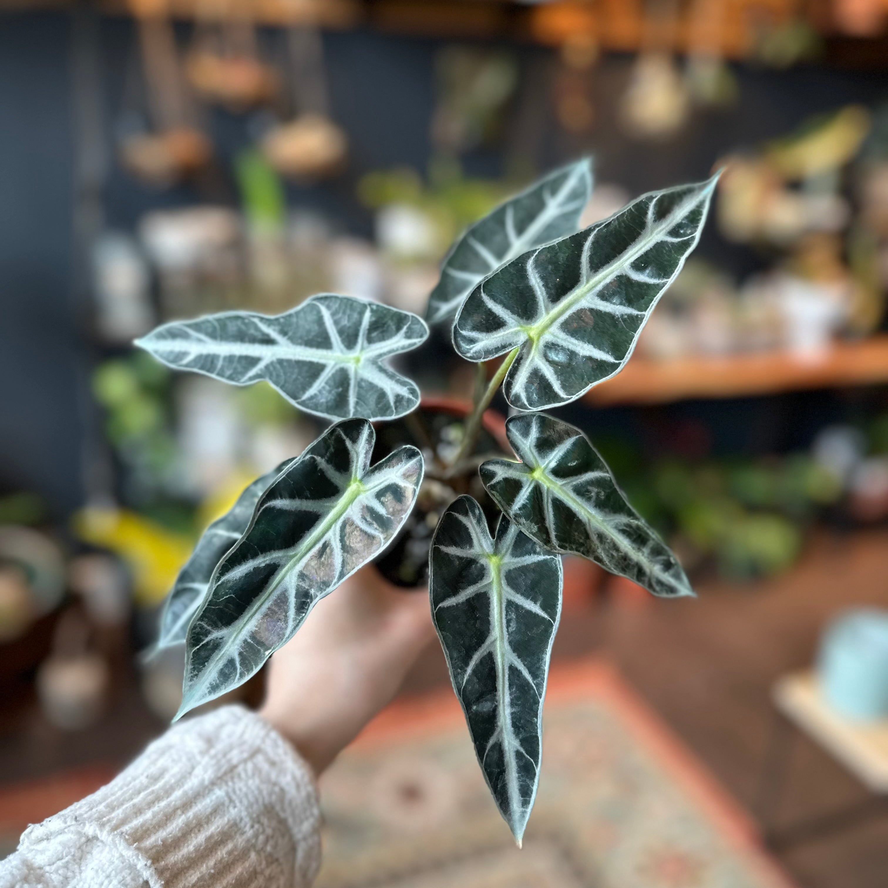 4" Alocasia 'Bambino'