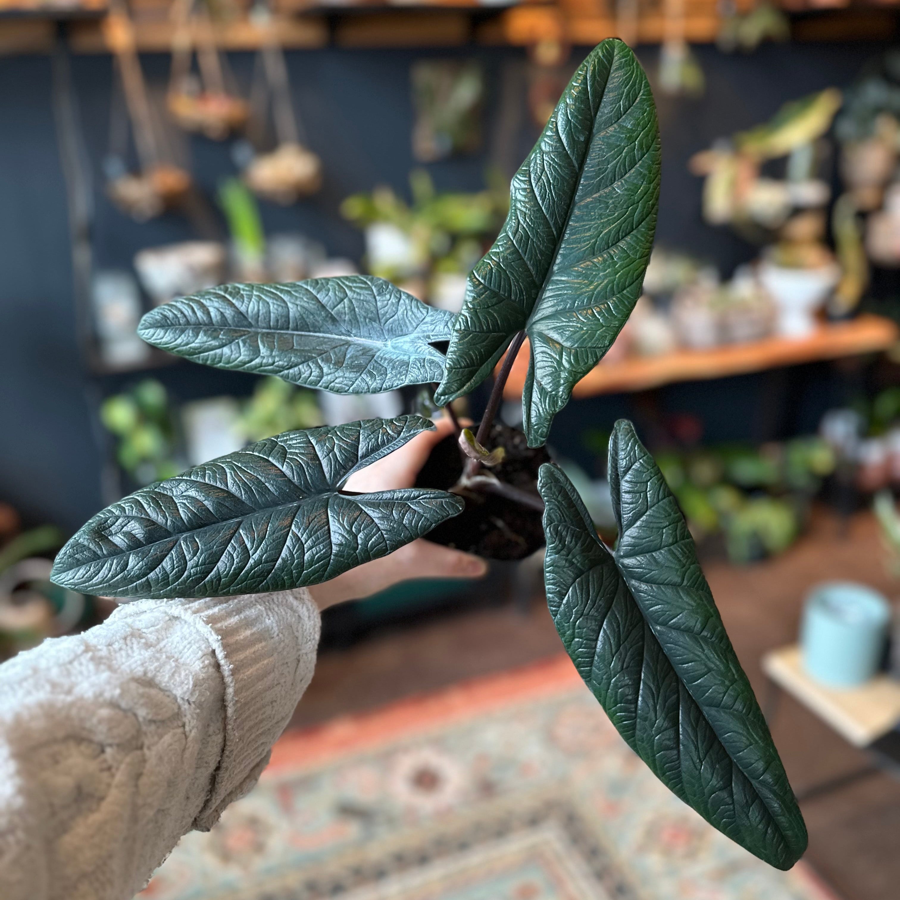 4" Alocasia 'Samar Lance'
