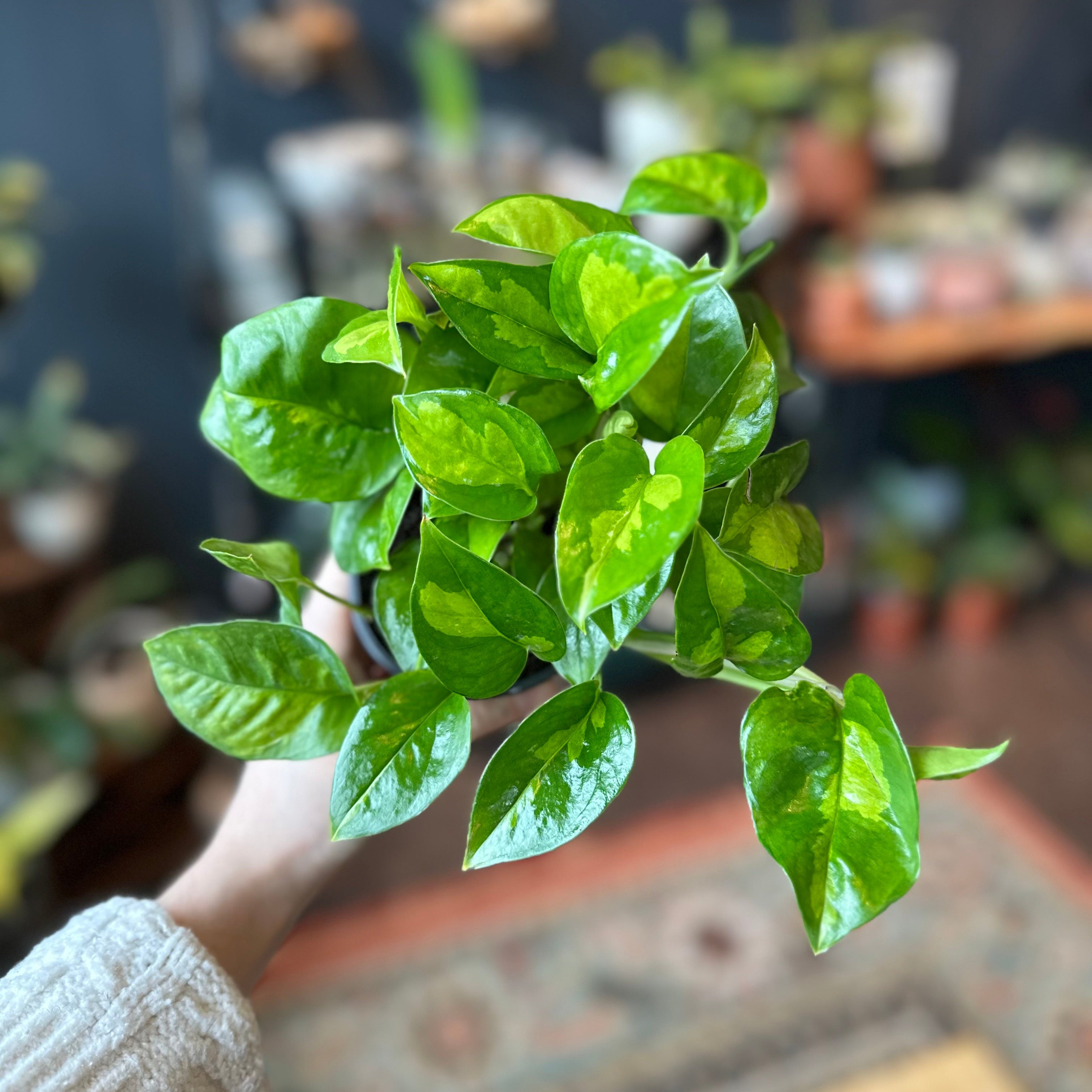 4" Pothos 'Global Green'