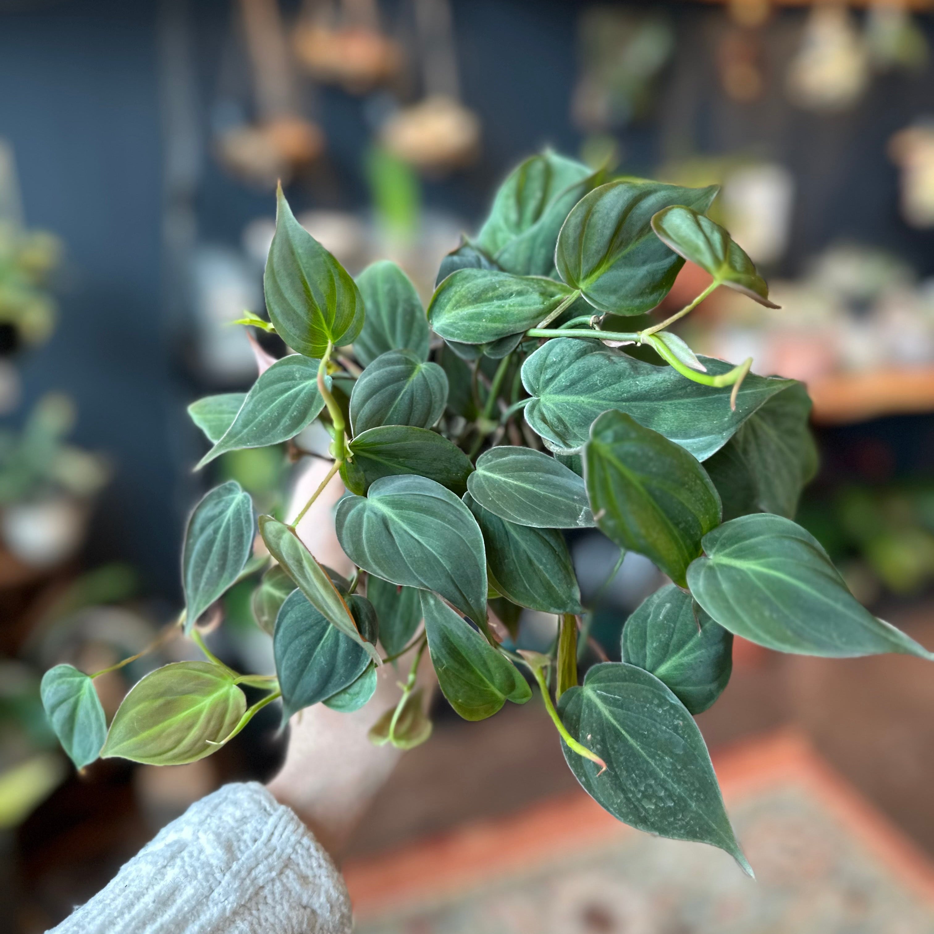 4" Philodendron 'Micans'