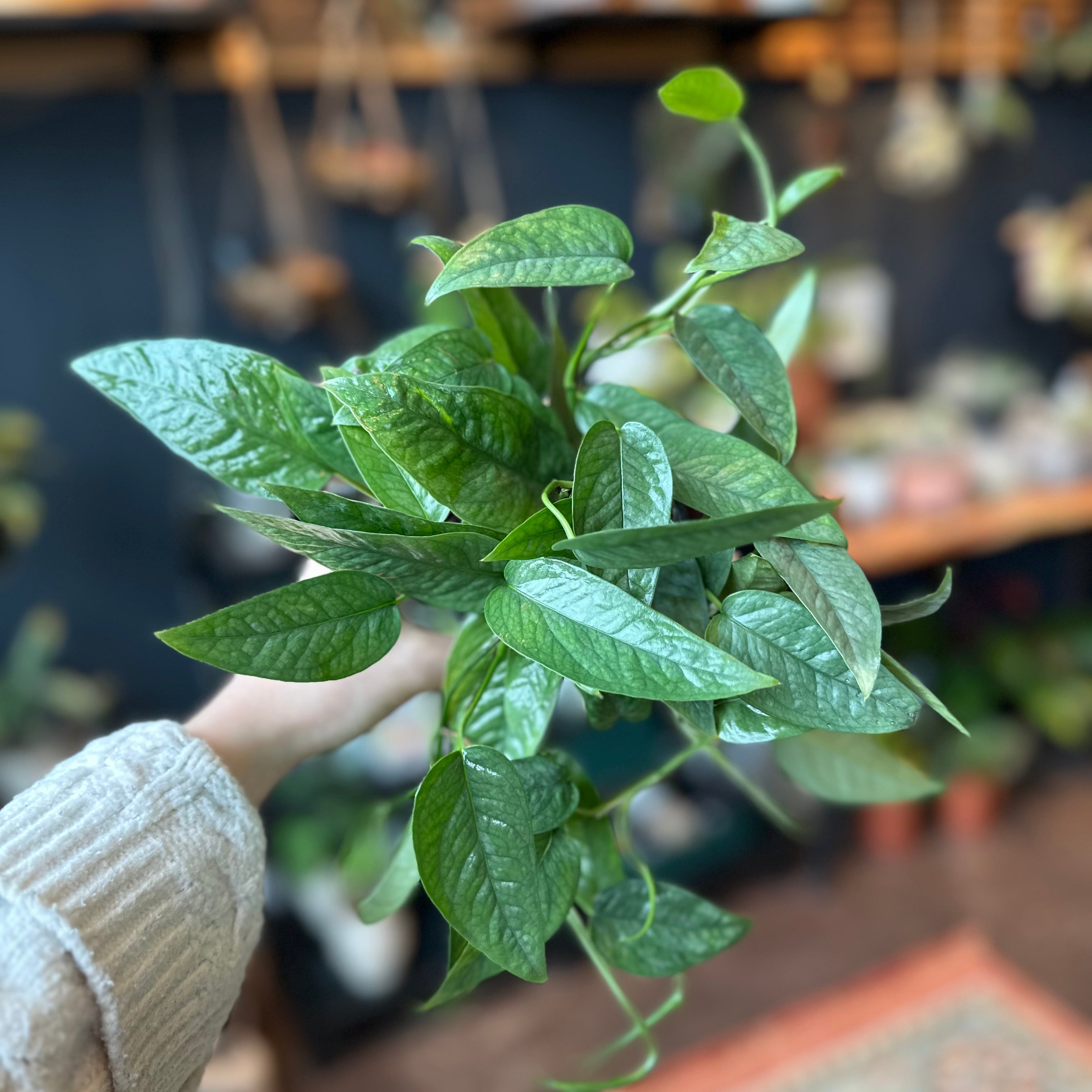 4" Pothos 'Cebu Blue'