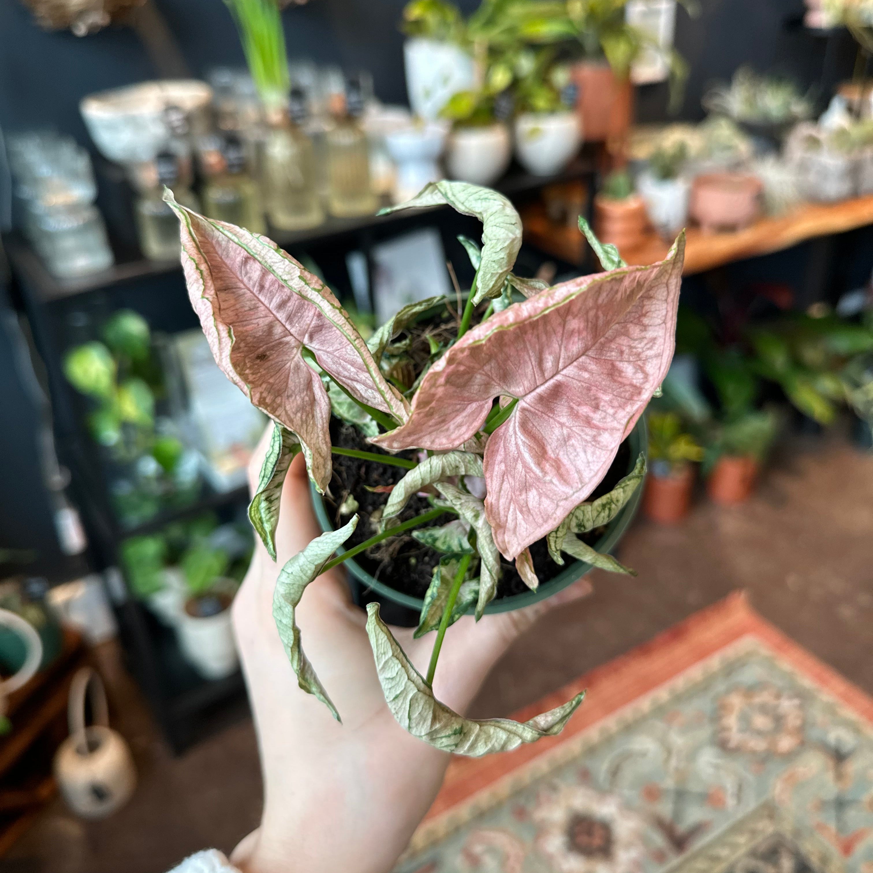4" Syngonium 'Pink Rolli'