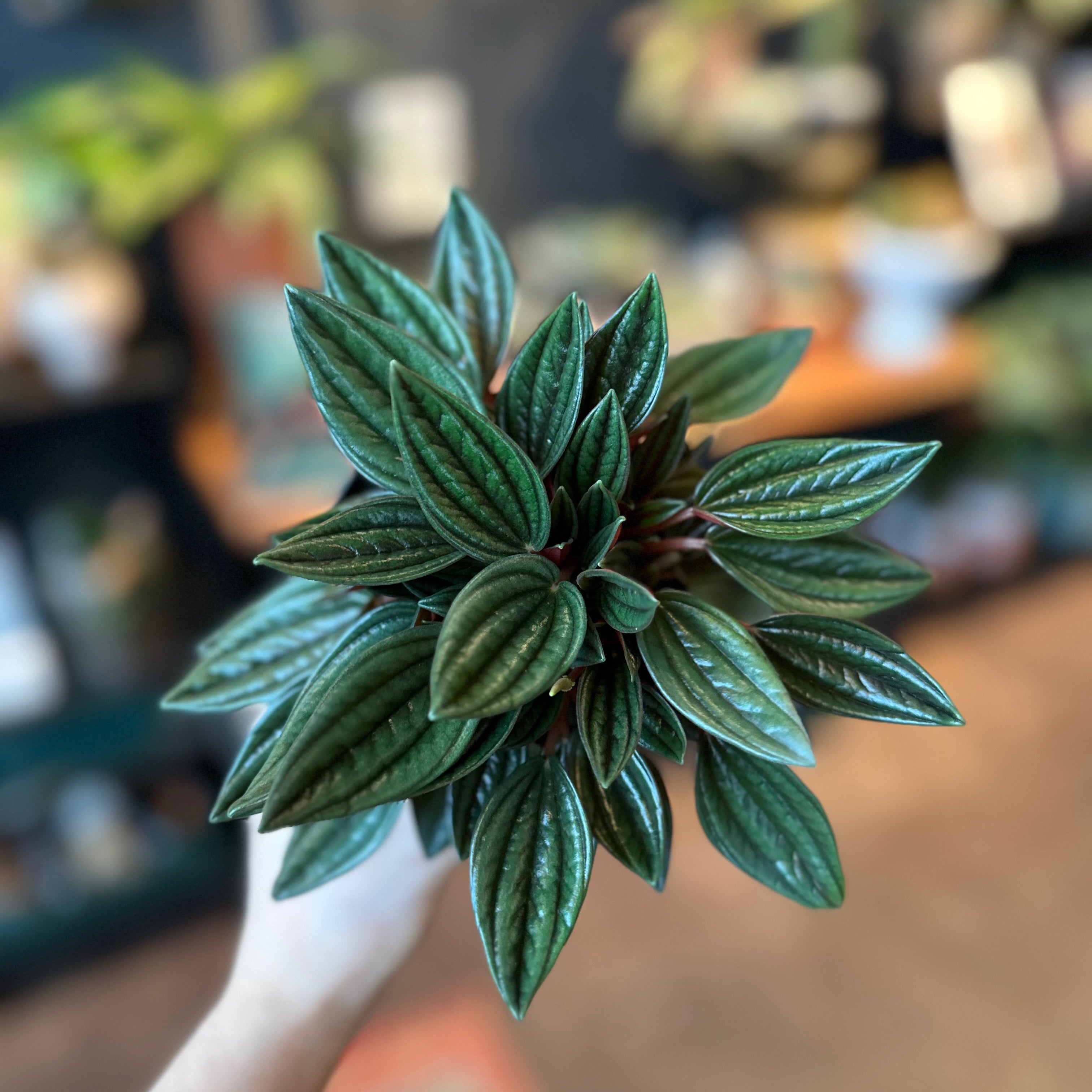 4" Peperomia 'Rosso'