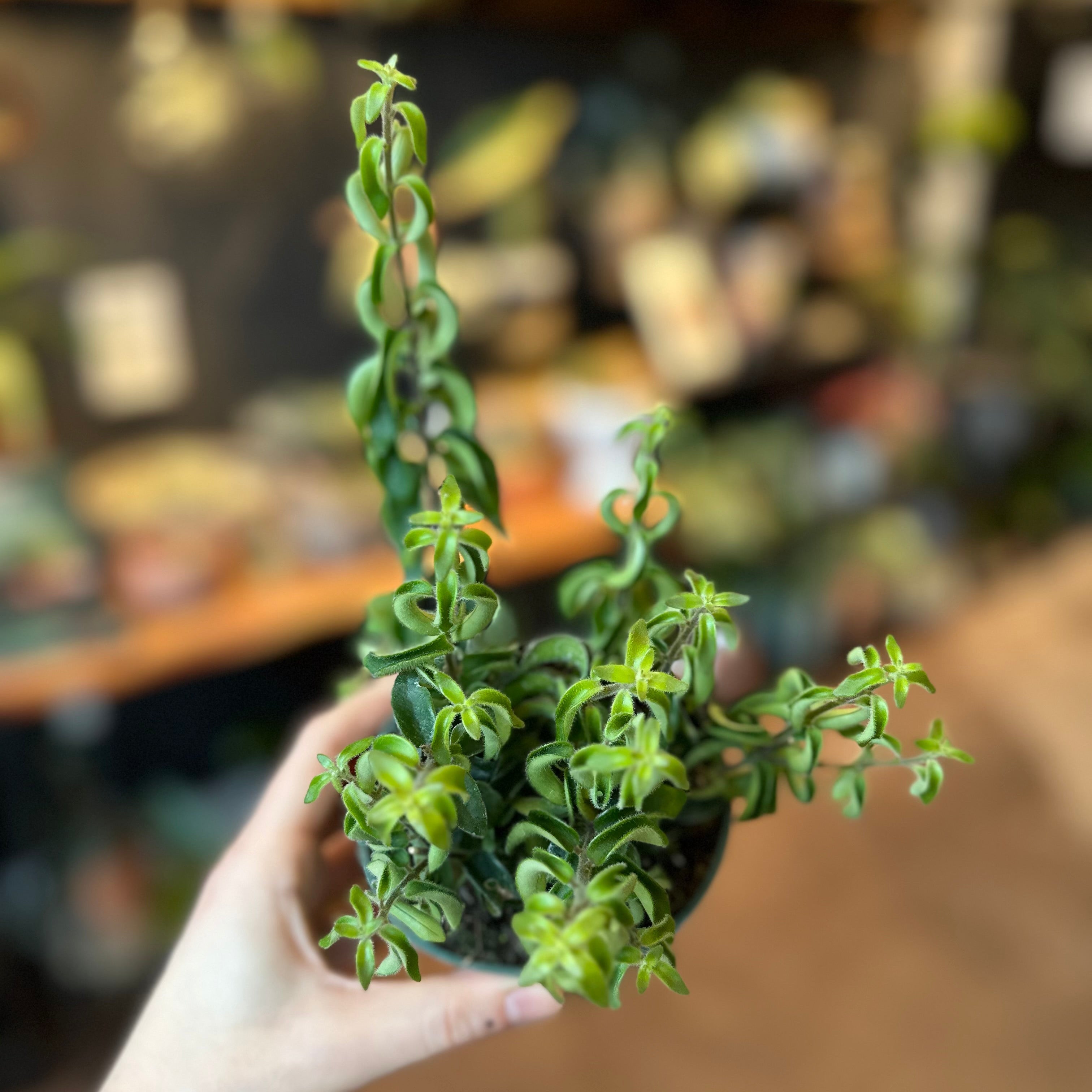 4" Curly Lipstick Plant
