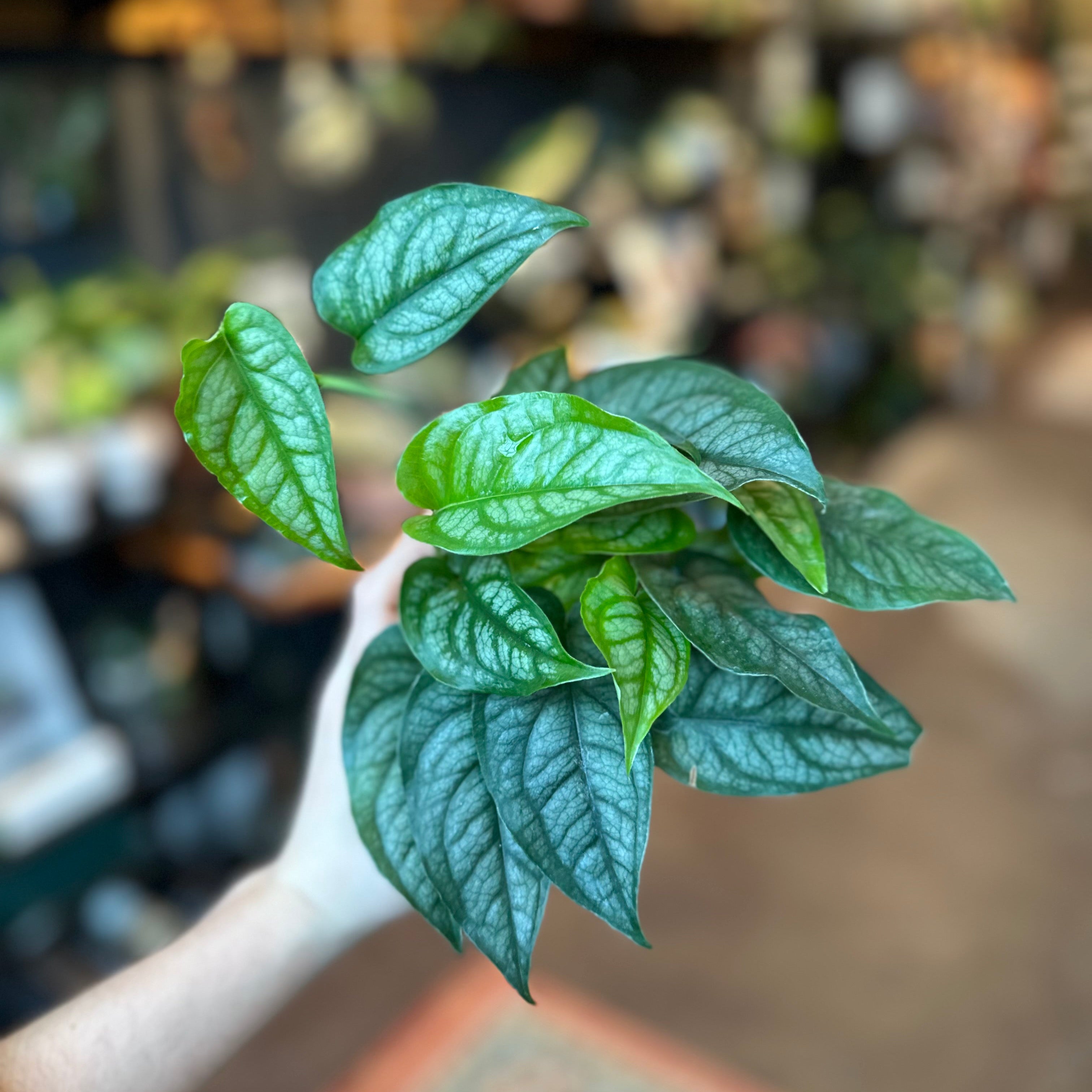 4" Monstera Siltepecana (Monstera Silver)