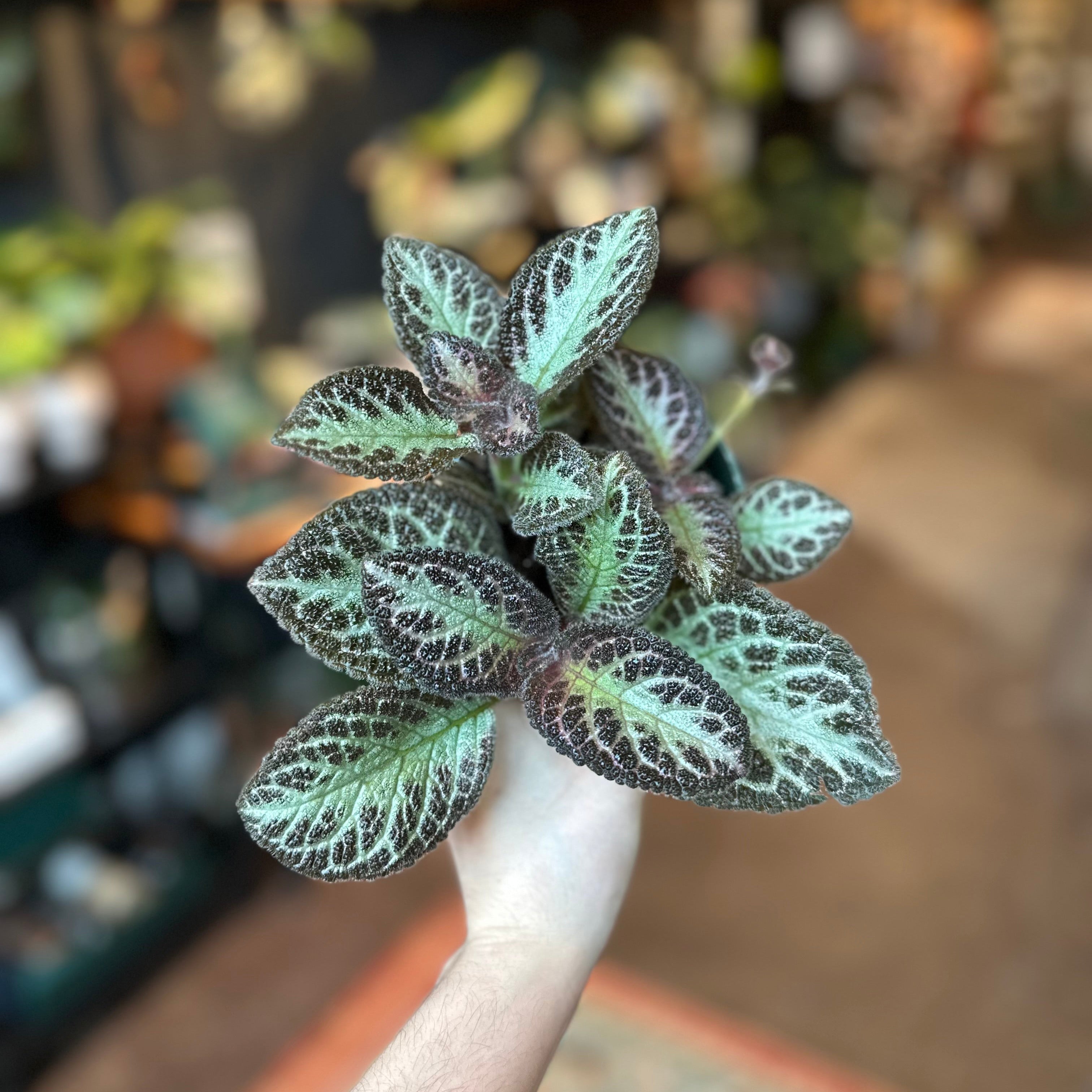 4" Episcia 'Thad's Cheetah'