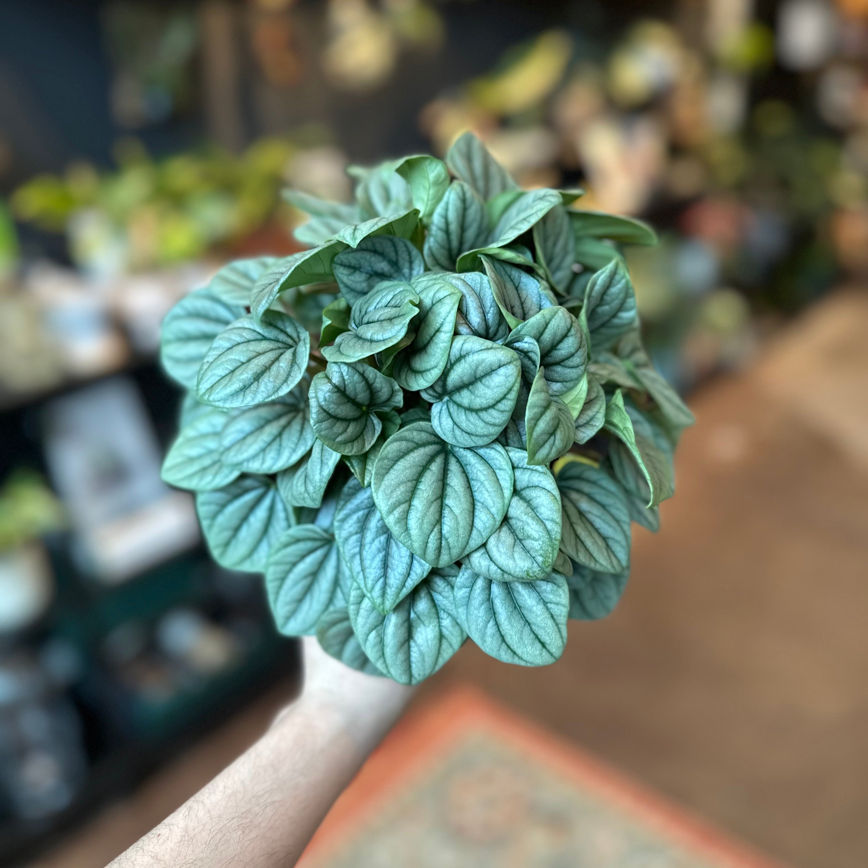 4" Peperomia 'Frost'