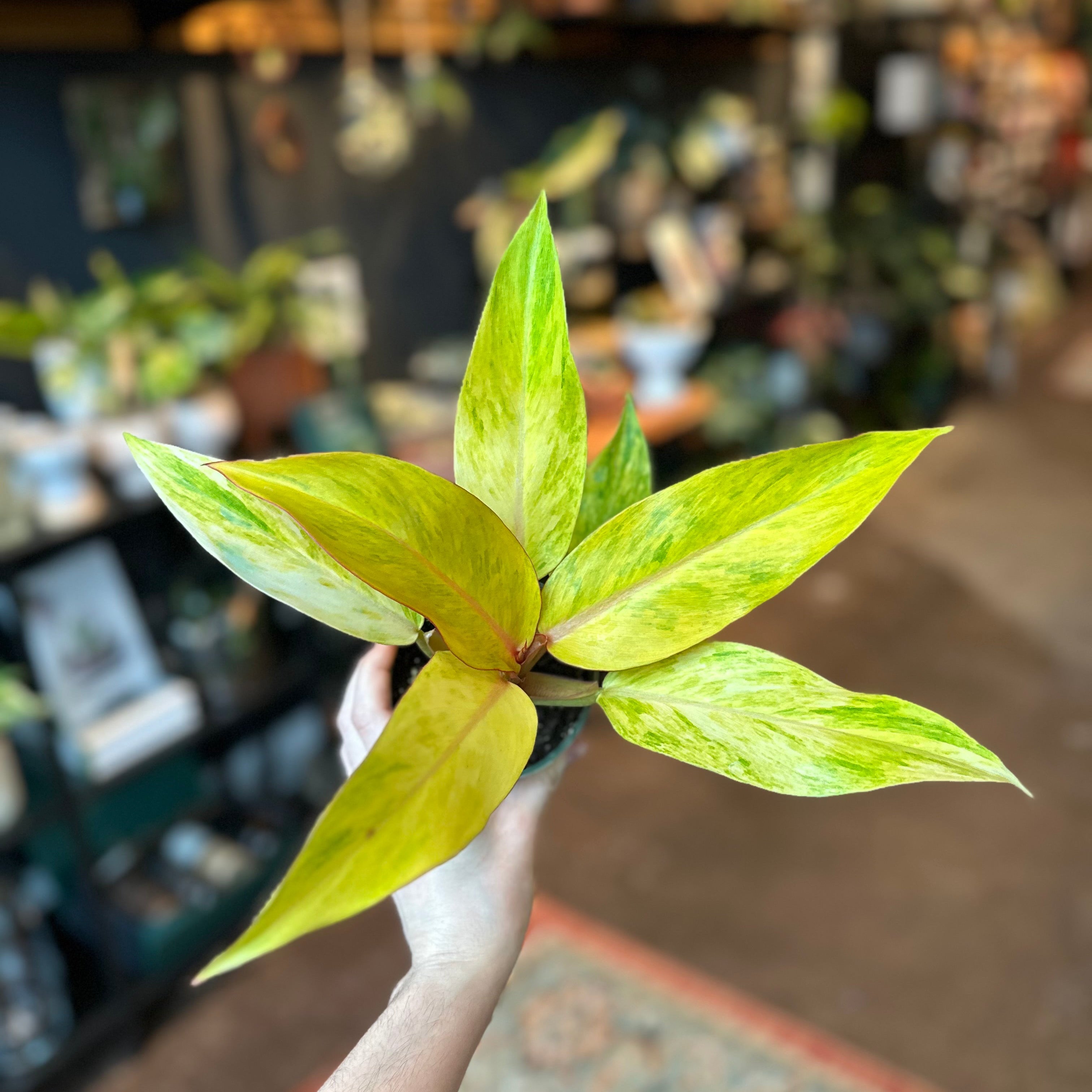 4" Philodendron 'Orange Marmalade'