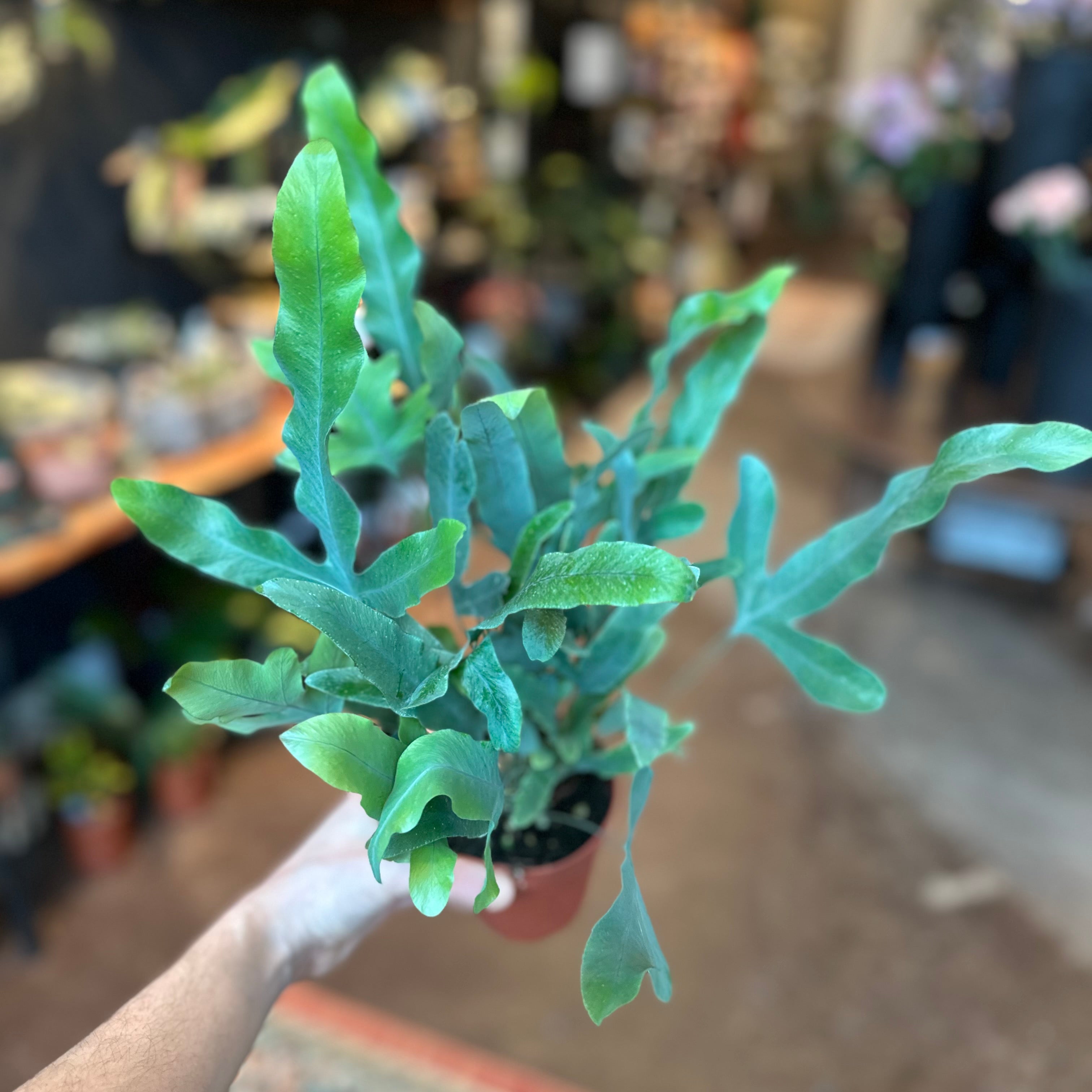 4" Phlebodium aureum 'Blue Star Fern'