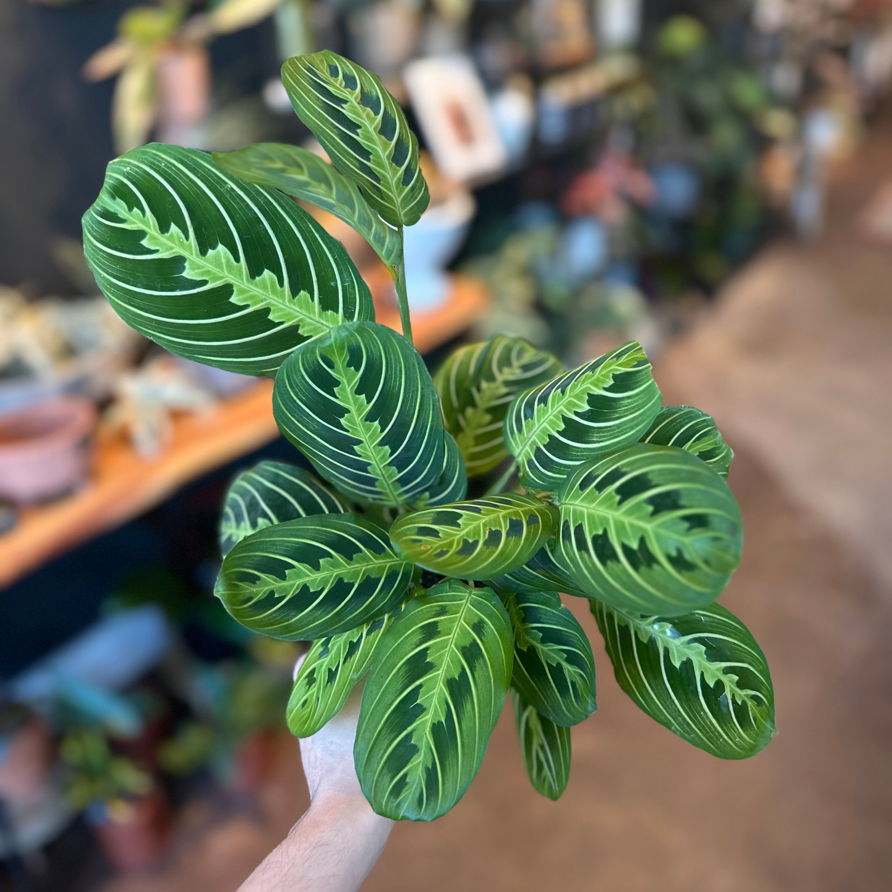 4" Maranta 'Lemon Lime'