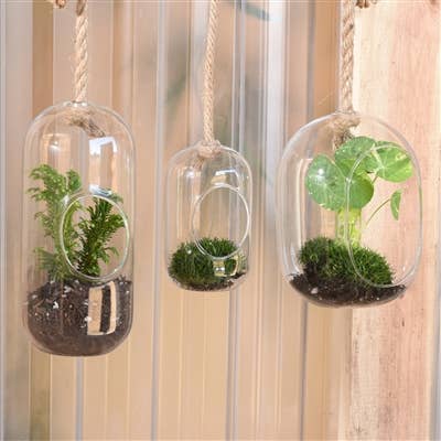 Sole Hanging Glass Terrarium