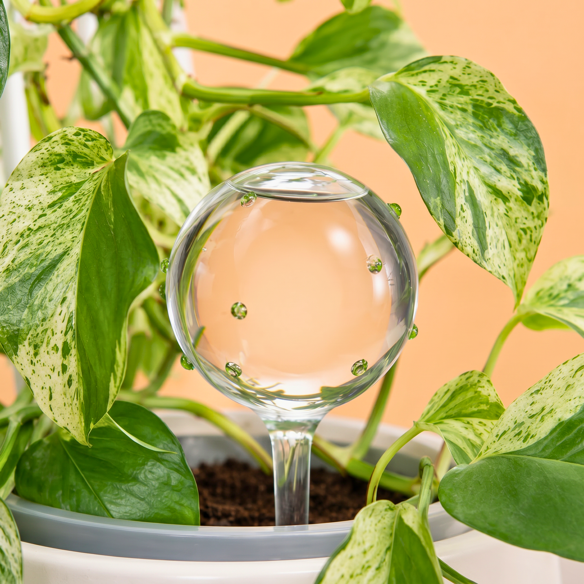 Self-Watering Globe - Green Confetti