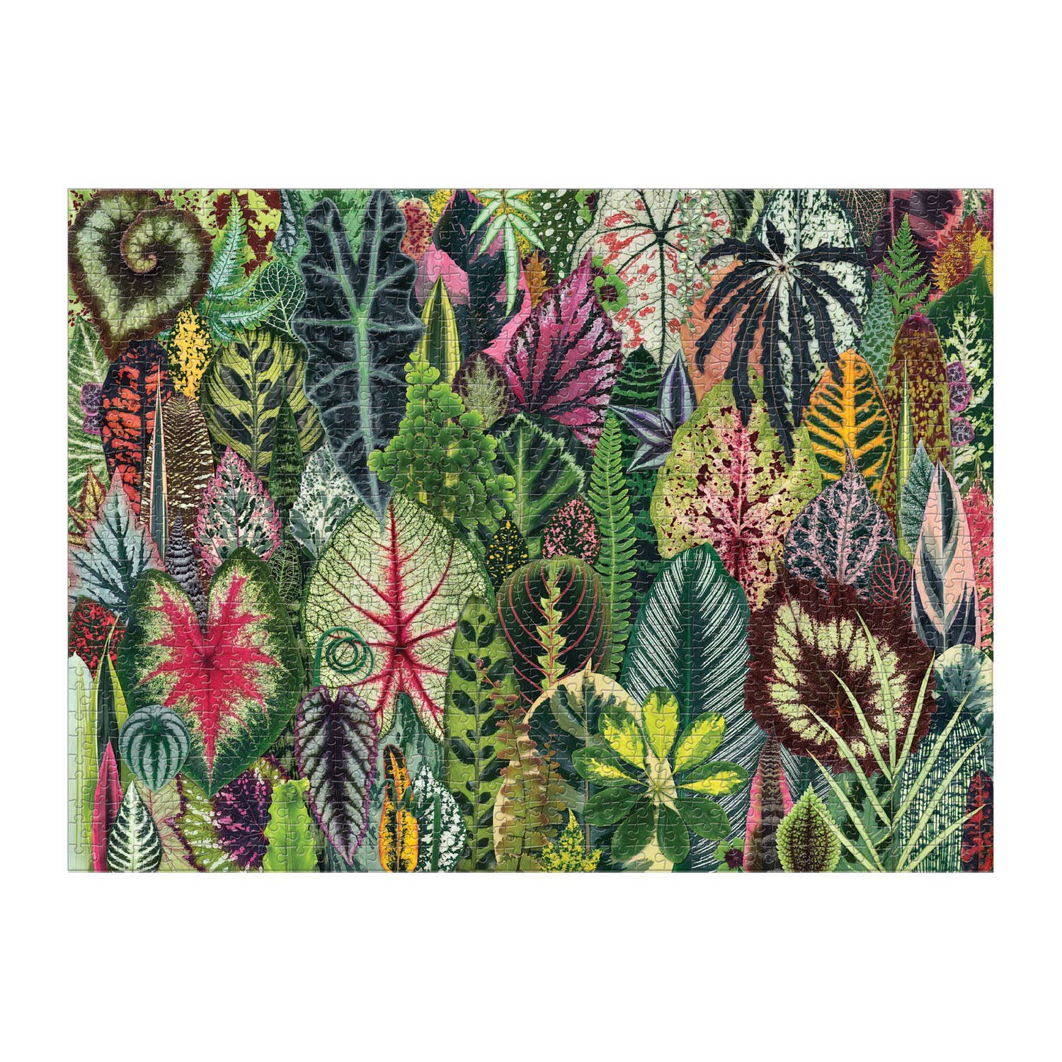 Houseplant Jungle 1000pc Puzzle | Plant Lovers Jigsaw