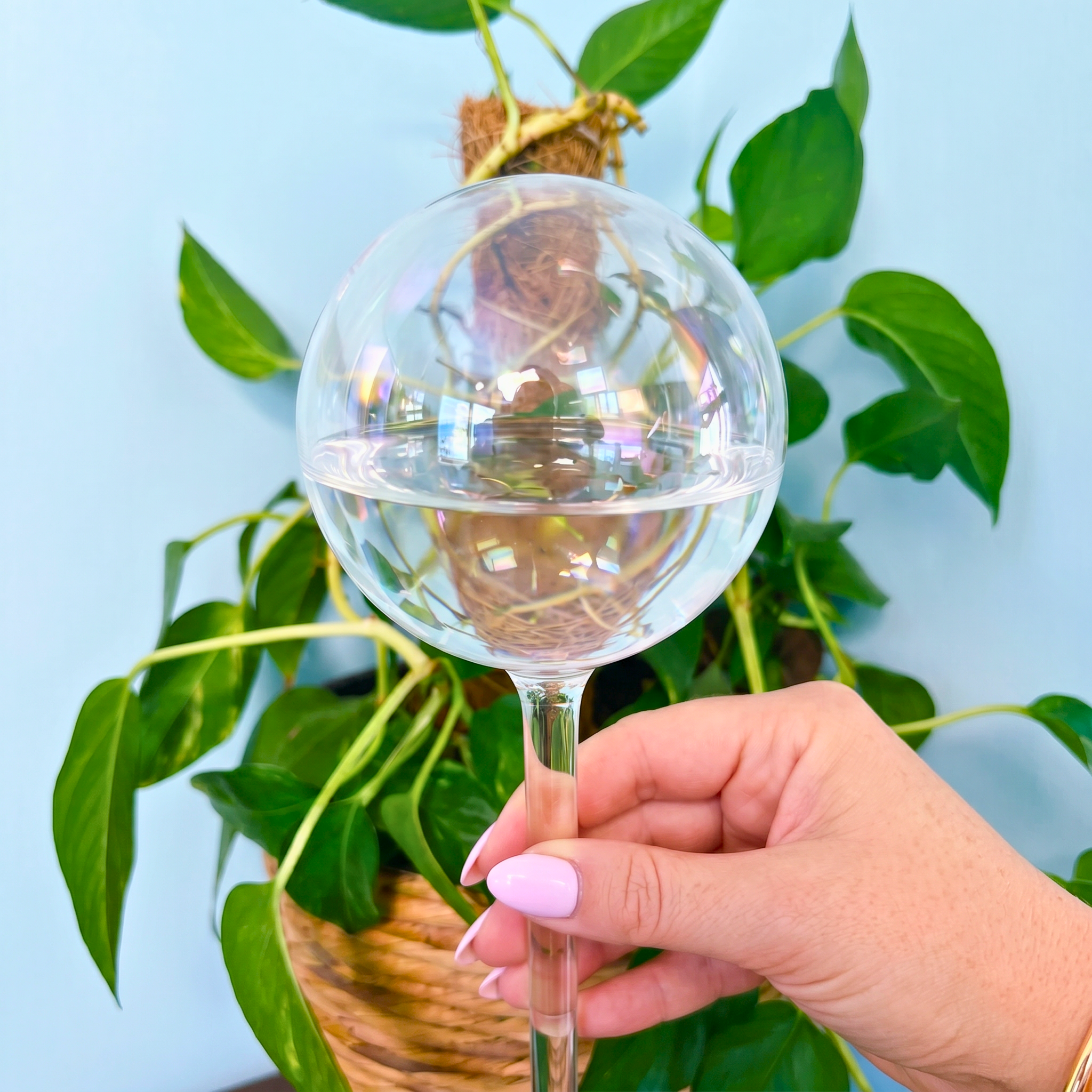 Self-Watering Globe - Iridescent