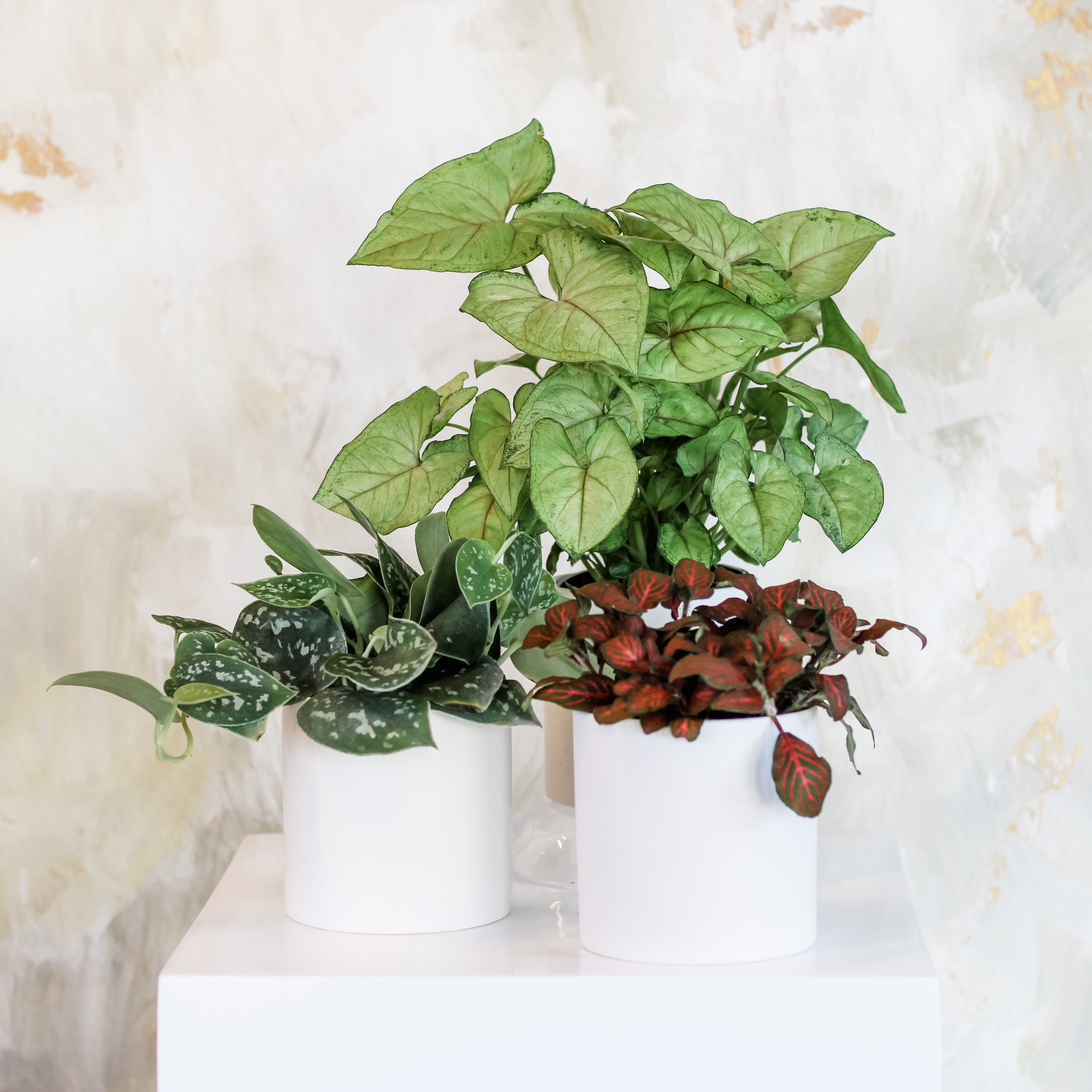 Delicate Collection, Potted Plants, The Plant Shop, Plant Collection