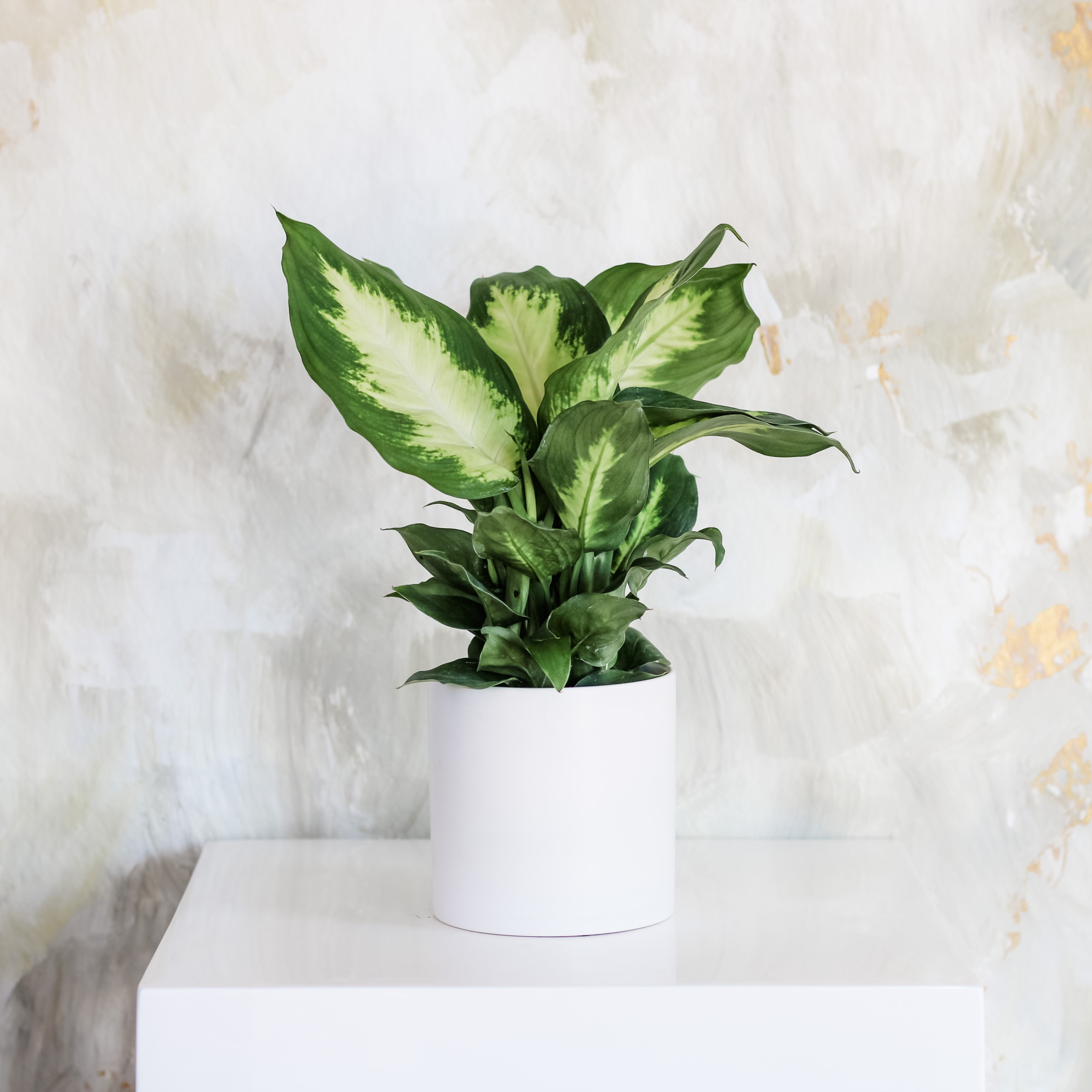 Dieffenbachia, Potted Plant, The Plant Shop, Easy/Beginner Plant, Houseplant, Shade Plant