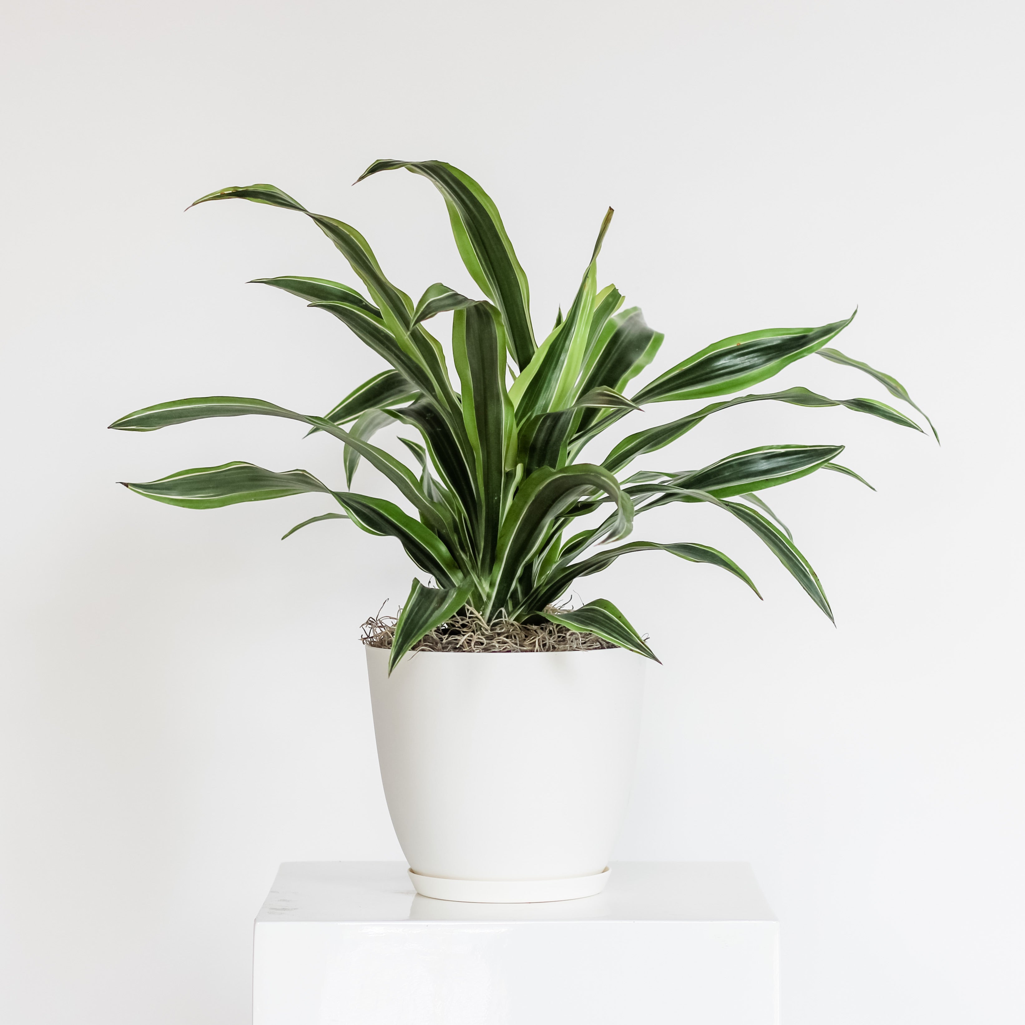 Dracaena Warneckii, The Plant Shop, Potted Plant, Easy/Beginner Plant, Shade Plant, Houseplant 