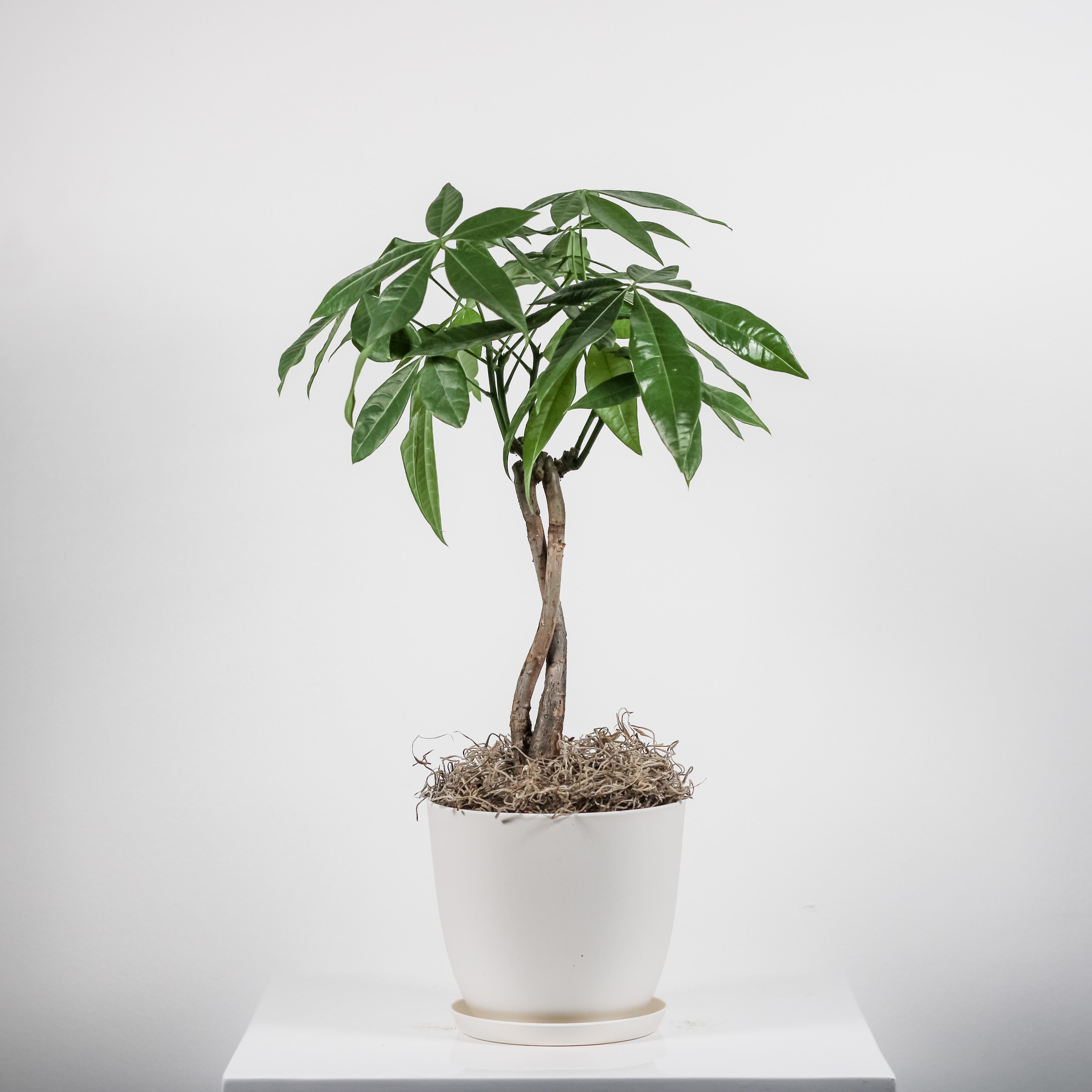 Money Tree, The Plant Shop, Potted Plant, House Plant, Easy/Beginner Plant 