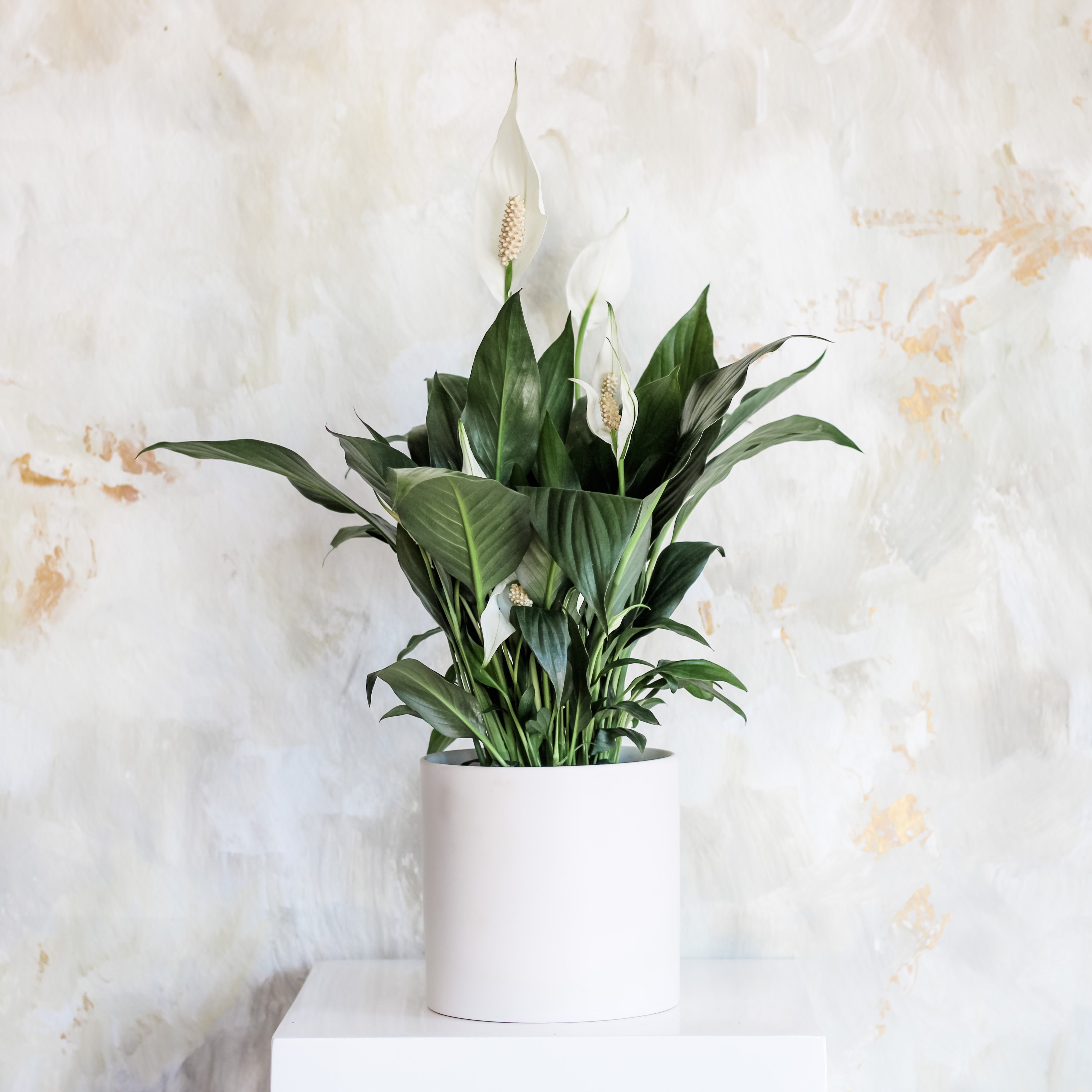 Peace Lily, Potted Plant, Houseplant, Shade Plant, The Plant Shop