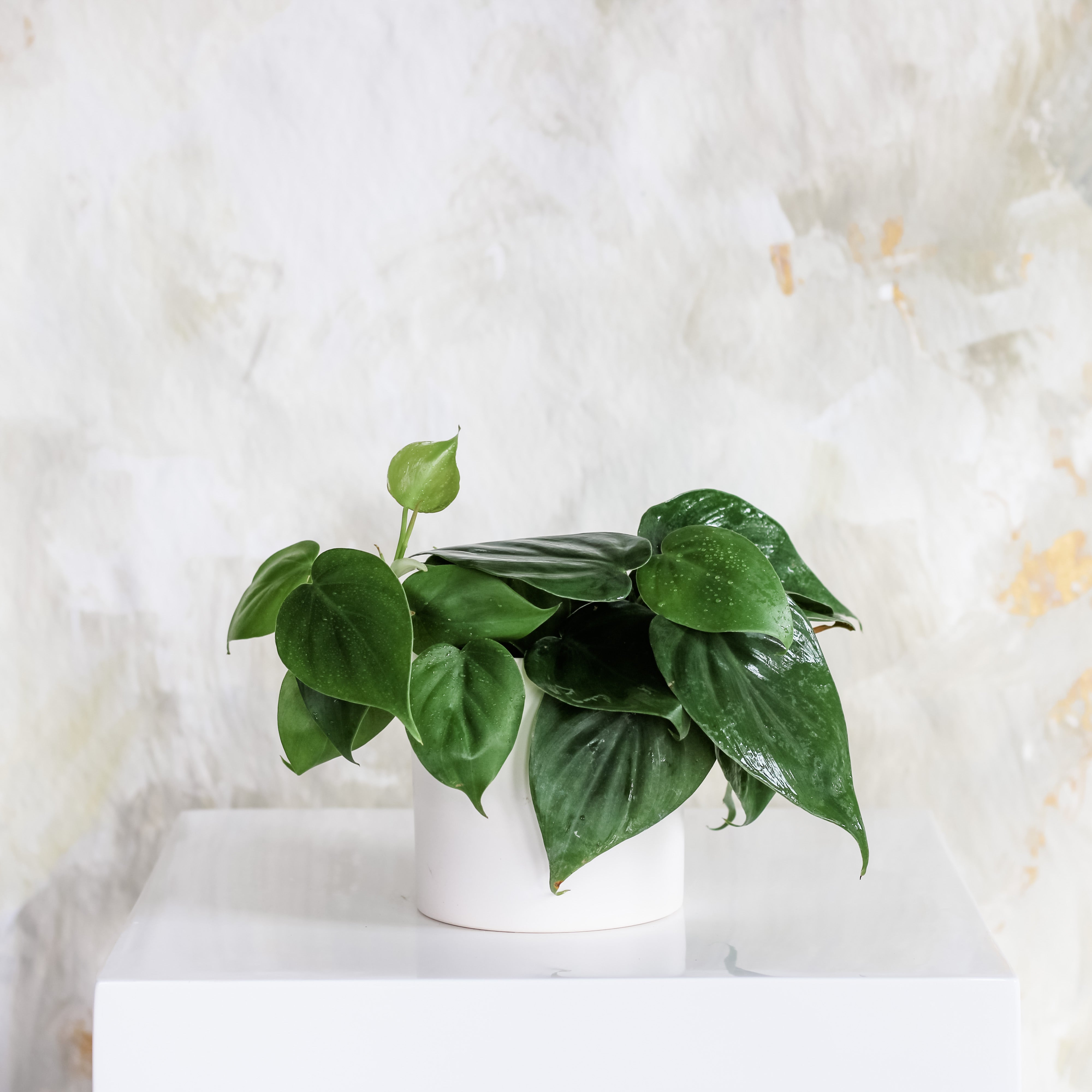 Philodendron, Potted Plant, The Plant Shop, Easy/Beginner Plant, Shade Plant, Houseplant 