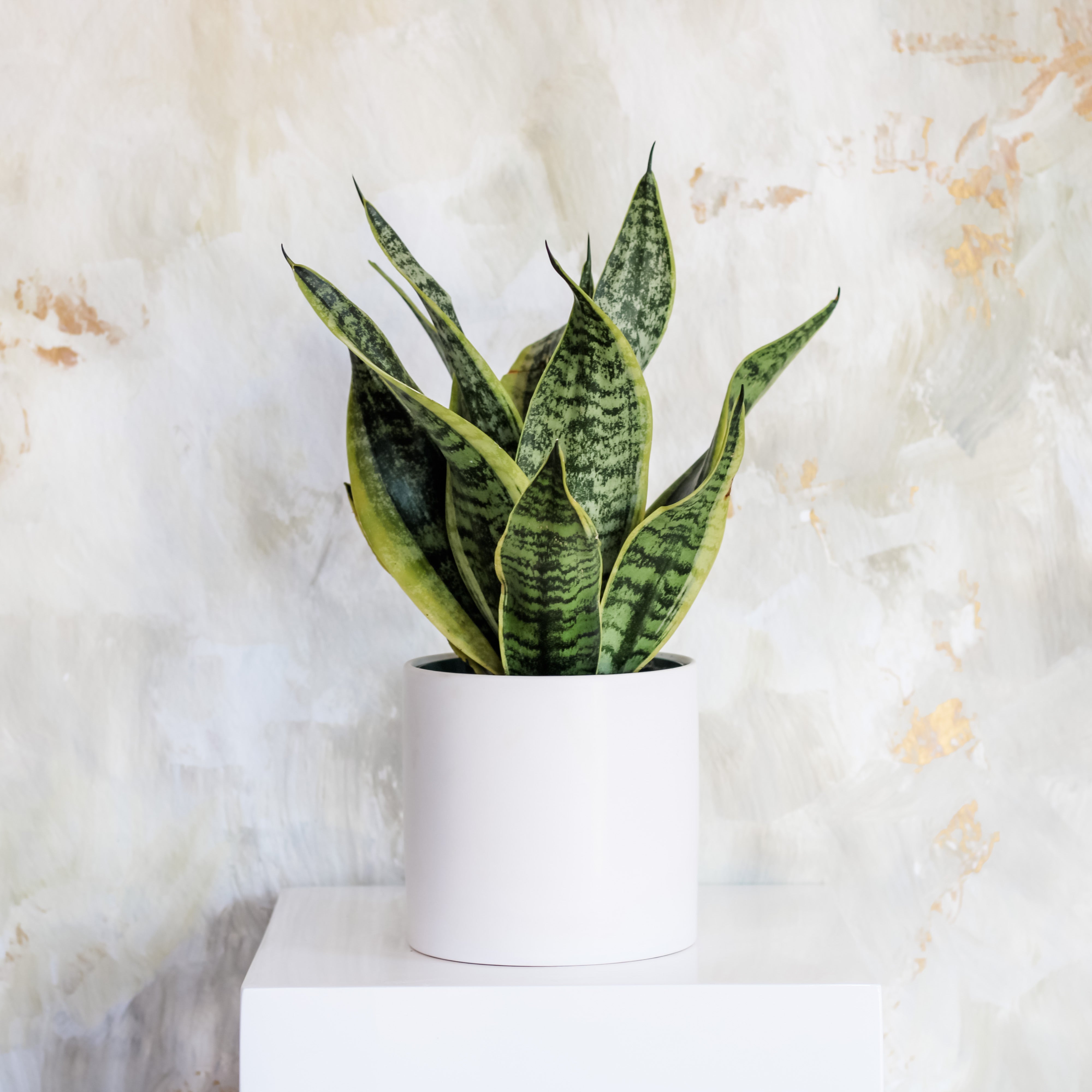 Sansevieria Larentii, Snake Plant, Easy/Beginner Plant, Shade Plant, Houseplant, The Plant Shop, Potted Plant 